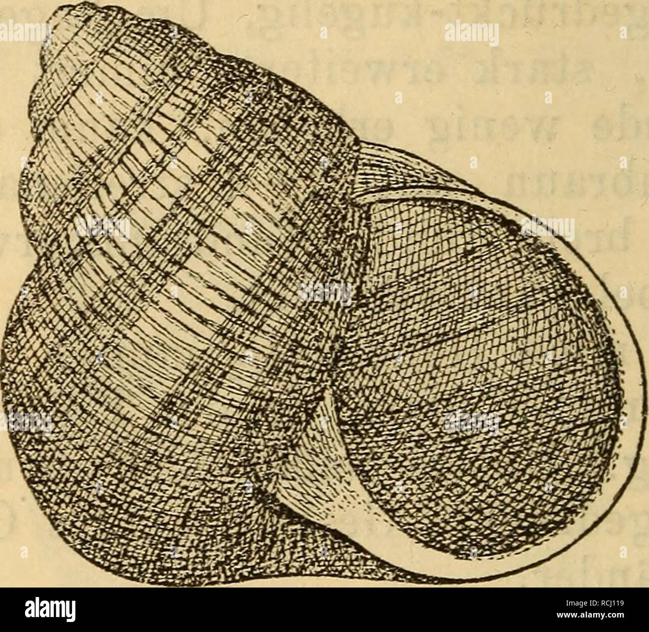 . Die Mollusken-Fauna Mitteleuropa. Muscheln. 190 nehmend;,spitzig; Mündung dp, schön gerun- det; Mundsaum verdickt, Leberfarbig; Nabel ganz verdeckt. Durchm. 33 mm, Höhe 33 mm. Verbreitung: Ungarn, in der Ebene, in Mähren (Brunn), Bayern (Augsburg). Bemerkung. Unterscheidet sich von der typischen Form durch ausserordentliche Kleinheit und das langsam zunehmende, spitzige,. 6. V (Ir. (ReSHeVt Hartmann Gasterop. Schweiz t. 20 £ 2. -- Kobelt Symbol. w. 1478. Abb. 94.. 0,72 gross, kegelförmig, dickschalig, mit heller^ Grundfarbe und scharf markirten dunklen Bändern; Zuwei- Stockfoto