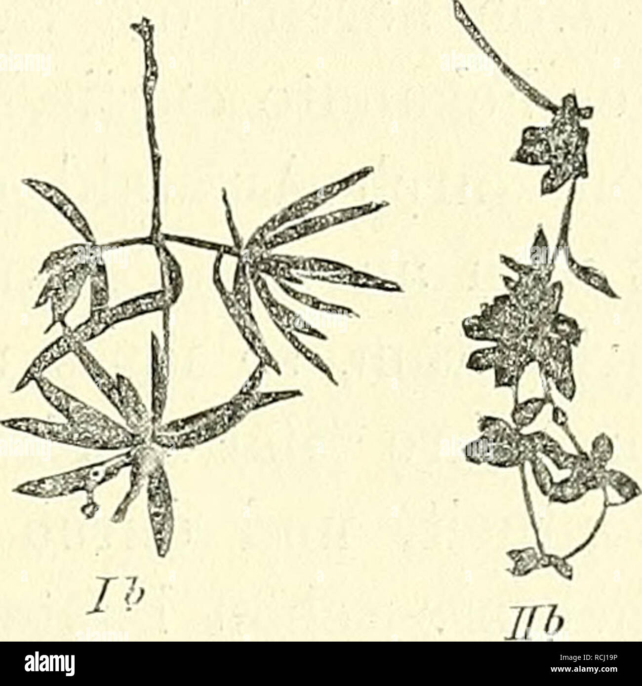 . Mutationstheorie sterben. Versuche und Beobachtungen über die Entstehung von Arten im Pflanzenreich. Pflanzen; Evolution (Biologie); Pflanze Hybridisierung; Evolution. Abb. 30. Abb. 31. Othonna carnosa. Ja in feuchter und Ib in trockener Erde; erstere langblätterig cultivirt und ohne Kosettenbildung, -- kräftig sterben, sterben die zweite überall Rosetten von kurzen, starken, dichter gebauten Blättern bildend. 2 Othonna Crassifolia. IIa in feuchter und IIb in trockener Erde cultivirt, IIc eine Blüthe. Ib und IIb von über dem Rande des Topfes herabhängenden Zweigen. an den beschließen den Zugespitzten, fleischigen Blätter Stockfoto