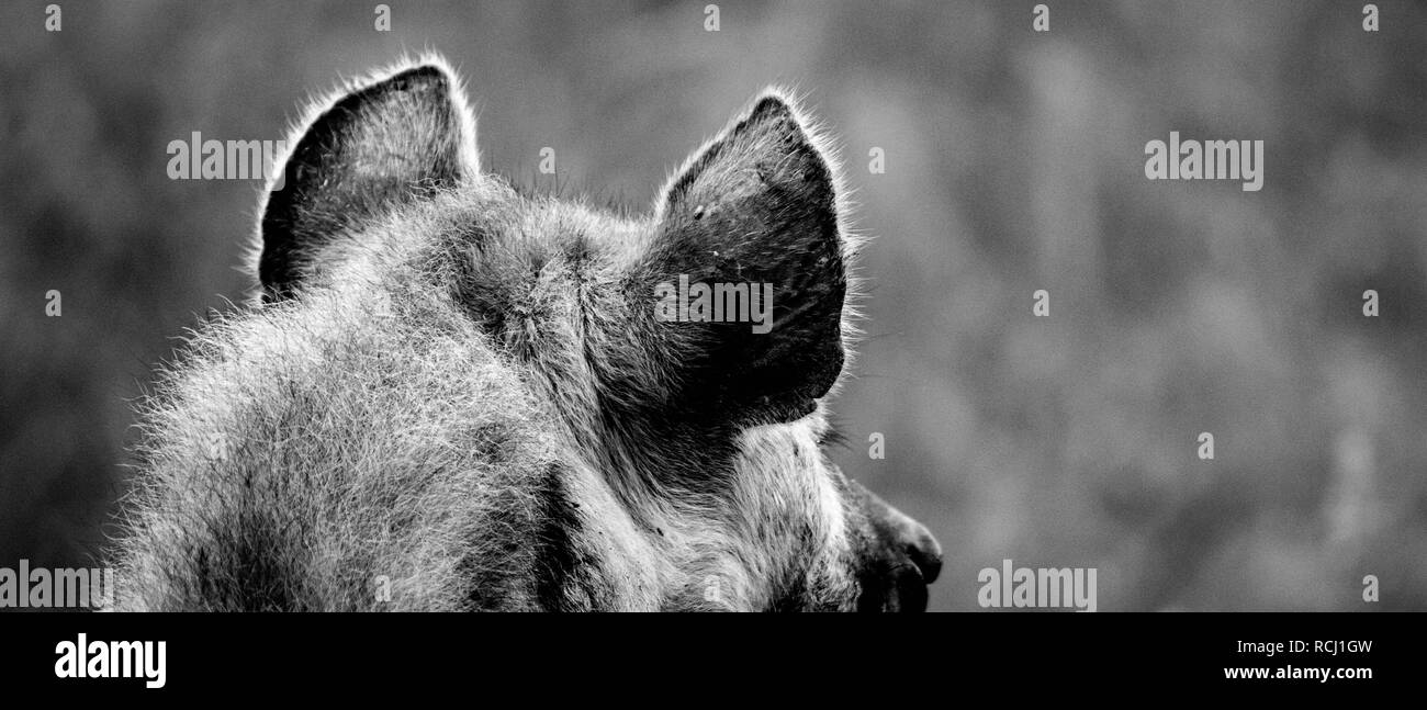Im Mittelpunkt wilder Hund von hinten/Ohren Stockfoto