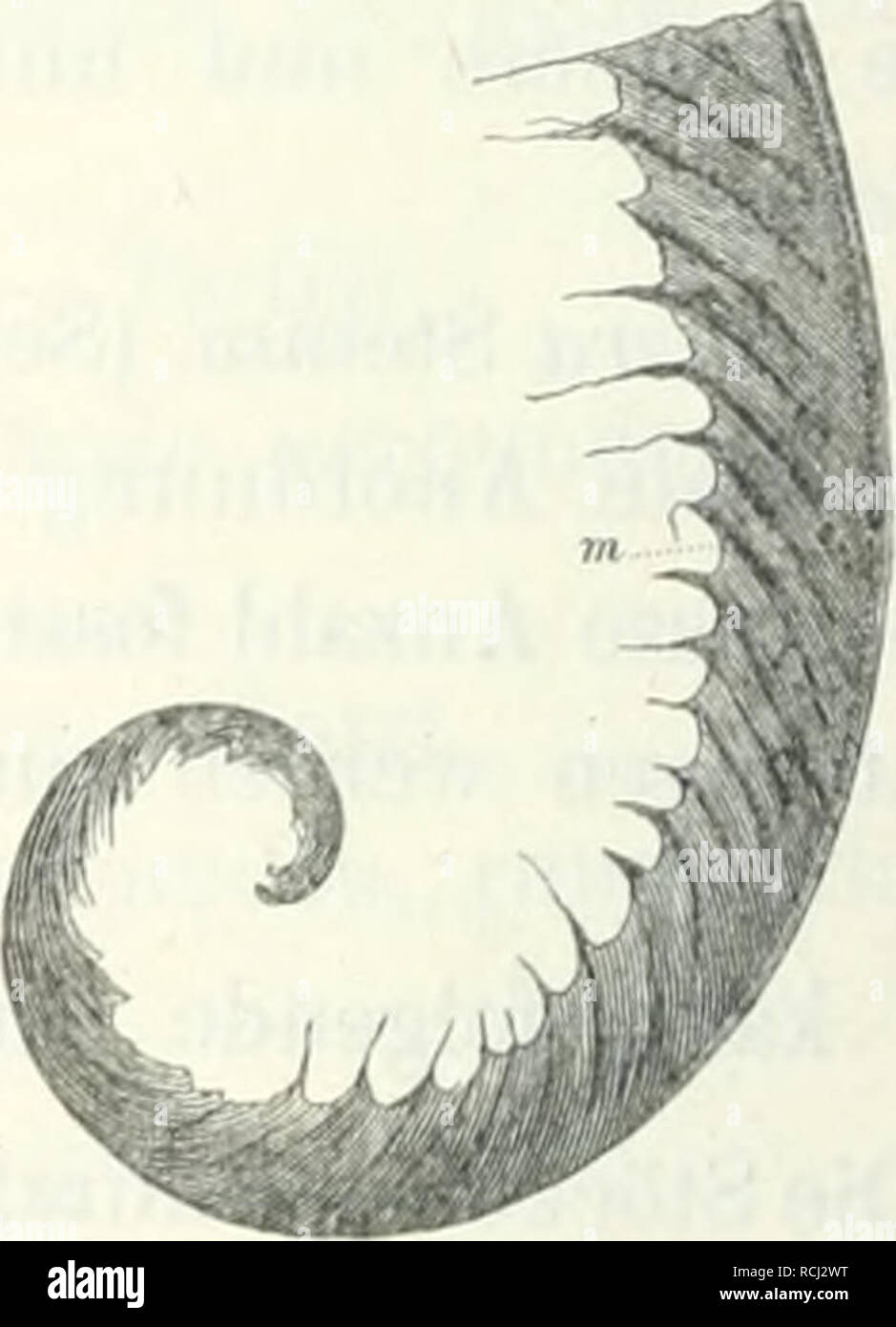 . Leitfossilien sterben, ein Handbuch für den Unterricht und für das Bestimmen von Versteinerungen. Paläontologie, Stratigraphische; Paläontologie. 326 Erste Abteilung. Die Pfeiler sind auf einen Interlaminarraura beschränkt. Jahrforschung sterben Lamellen sich gegeneinander biegen, Werdener sterben blasenförmig Zwischenräume platt. ^) Clathrodictyum Nich. Mur. 8 ilur, Devon. B. in der Dicke, unregelmässig konzentrische Kalklamellen. Interlaminare-Räume ohne Pfeiler. Deutliche, Ihr Browser kann leider keine eingebetteten Frames und unten erweiterte Röhren. Steinm Ellipsacünia, Tithon. C. Skelett aus Kalkfasern bestehend, mit unregelmässigen, Höhlungen, ohne Interlaminarräu Stockfoto