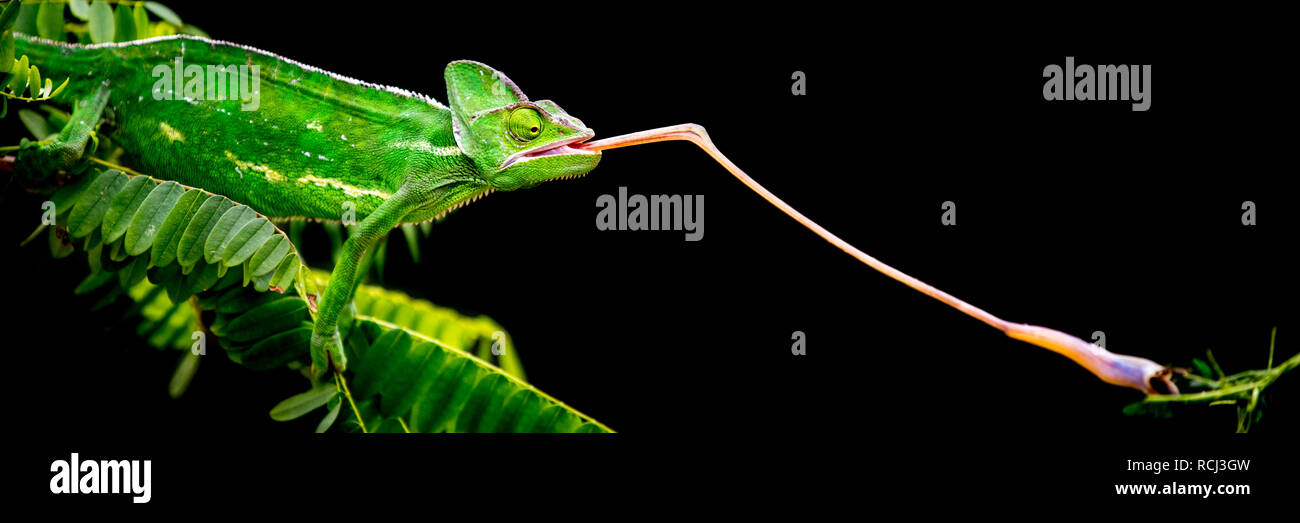 Chameleon Essen mit seine Zunge heraus Stockfoto