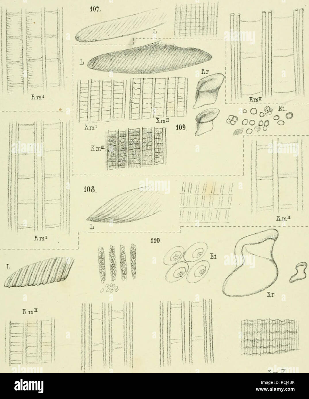 . Die lebenden Muscheln und Schnecken der Umgegend Stettins und in Pommern mit besonderer Berücksichtigung ihres anatomischen Baues. Muscheln. Tar XI. Bin Rmâ¢â Â"=f^ 111 "li 11 P!l f |! JHri lUl II I l | PI I KUK-llJllilriiHi! (()/. M. riiio. J 09. llO. Anoà ¤ "Monta.. Bitte beachten Sie, dass diese Bilder sind von der gescannten Seite Bilder, die digital für die Lesbarkeit verbessert haben mögen - Färbung und Aussehen dieser Abbildungen können nicht perfekt dem Original ähneln. extrahiert. Lehmann, Rudolf, 1855-1927. Berlin, R. Friedländer &Amp; Sohn Stockfoto