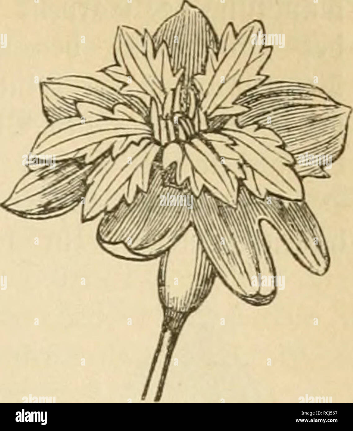 . Diesem Sterben der Pflanzen, ein Handbuch fur Land- und Forstwirte, Gartner, gartenfreunde und Botaniker. Pflanzenkrankheiten. 5. Kapitel: Slbnorme@eftalt 5 öer^ öltniffe 331 ber © pecie § mich {) r ober luenigei ät)nlid) e ä^ latiüvöaiie, alfo bie® ecfblätter § © lütenftaiibeS werden, liegen = fonberä bei fäP) en =, Ä^ren=, föpfci) en = ober rifpenförmigen 5? (Üten [tänben ber oerfd^ icben" [Teil^ Pflanseu jeigou Nid) t feiten a^crlaubinig unter gleicl) aeitiger icfnng llnterDn 'ber 3? Iüten=bilbung. ^-) ierf) er gef) ört und; bie (Srfdjeinung, bie Mann bin. (popfen bie © elte, Ba § 93 Iinb = fein ober bie SSupclbilbung mobei nennt, ein Stockfoto