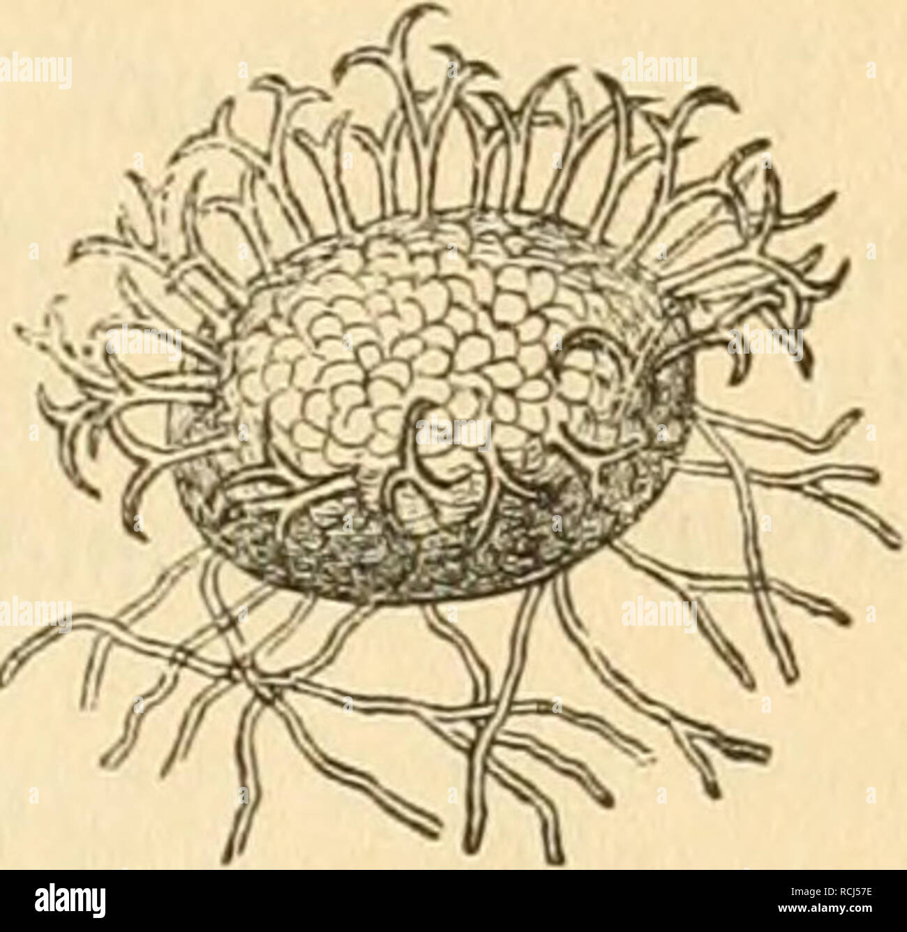 . Diesem Sterben der Pflanzen, ein Handbuch fur Land- und Forstwirte, Gartner, gartenfreunde und Botaniker. Pflanzenkrankheiten. 11. Kapitel: Erysipheae,^O^e^Itnupilje 261 Slnf SDSeiben imb. Sluf © (^ waväbotii. t^ig 53. ^^ crtt ectuttt oon Un-cinula bicornis Leu., unten mit 9 Jii) ceUuni' fäben lt | Enb; um Ben © djeitel Mich Sln^ cingfel. (Sdjroad) uergröBert. Sluf Acer campestre. 3 luf Acer negundo. @ Pt^e t) ein! enfbnnig ober ranfenförmtg eingeroKt, Babei utuierjiöeigt ober Lichtblick gabelig geteilt (Gig. 53). © ouibien fetteuförmig. 1. Uncinula Bivonae Lcv., mit iiueifporigeu@cE) läud) EU, Ben 5 Luf uimus. Stockfoto