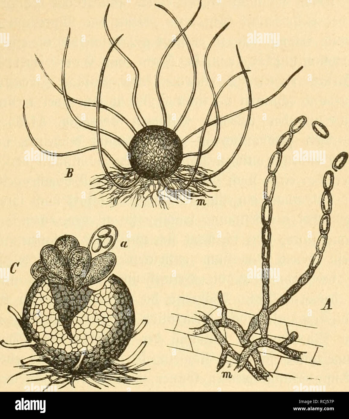 . Diesem Sterben der Pflanzen, ein Handbuch fur Land- und Forstwirte, Gartner, gartenfreunde und Botaniker. Pflanzenkrankheiten. 11. Kapitel: Erysipheae, a) Tel) ltaupilje 251 (^ig. 51 Ä) unb lebende) Kreiselpumpen uiettev ausbreiten. 33 Alb überatet) t ber Plj nur bie Dberjeiteu ber^ Blätter, balb aufänglid) bie fpäter Unterfeiten unb greift in bie £) berfeiten über, balb befällt er beibe oI) ne Uuterfdjieb unb Bann oft aiid) Bcn (Stengel unb Gel) t felbft Bi § in bie grüdjte. S) ie3 [Ri) celfäben SpiberniiS liegen überall ber (Bid) t,. m 51. SOie"^ ItttUtJUäC. Eine Erysiphfi graminis Lh. In 1963 © ra § -- blatte Stockfoto