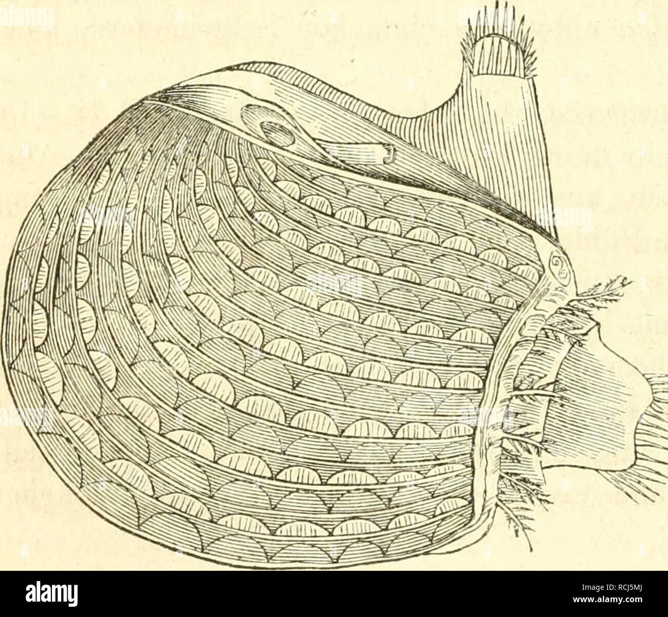 . Die Klassen und Ordnungen der Weichthiere (Malacozoa): wissenschaftlich dargestellt in Wort und Bild. Muscheln; Genealogie. 124 Mantelthiere.bei der Zusammenziehung des Thicres den Austritt des aufgenommenen Wassers in of this Richtung hindert. Bei den übrigen Tunikateu ist die Öffnung zur Kiemen-Höhle rund und von einem breit Reif-förmigen Schliessmuskel umgeben und pflegt beim Öffnen sich etwas zu erheben und in Gestalt eines kurzen Siphons vorzutreten (s. unsre Abbildungen 14, 4, 23; 15, 1, 22 - 25; 17, 2-4). Bei Doliolum (9, 1, 3, 4, 5, II A) ist sie Terminal, Top, nur wenig weit dehnbar u Stockfoto