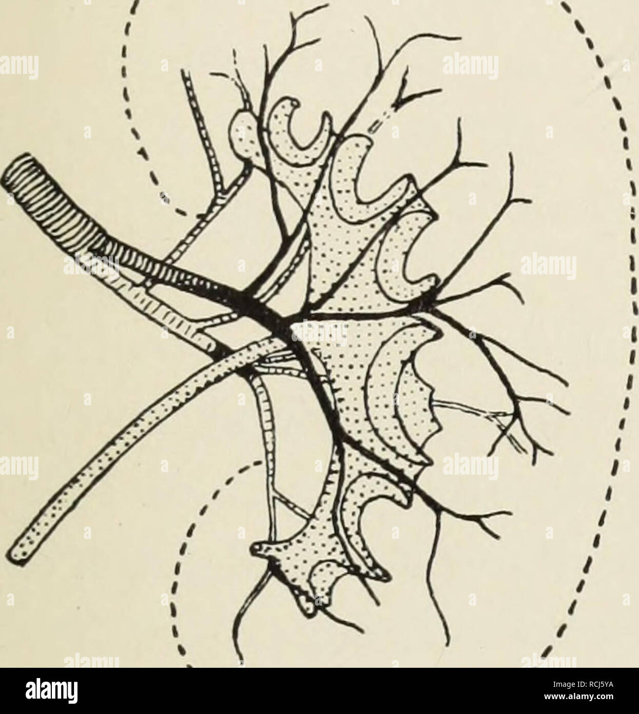 . Die Klassen und Ordnungen der Weichthiere (Malacozoa): wissenschaftlich dargestellt in Wort und Bild. Tunicata; Muscheln. A. in der Harnorgane 79 den monopapillären Nieren sterben, wie von Oryctolagus cuniculus, Felis domestica vermerkt Hou-Jensen sterben Ihr Browser kann leider keine eingebetteten Frames anzeigen erwähnte Spaltung der Kunst renalis in einen ventralen und dorsalen Ast, der sich seitliche fächerförmig aufteilt, sich zu Nummern-oper Seiten der Pyramide verteilend und so den Art. areiformes des Menschen ent-sprechen würde. This Teilung wird für das Kaninchen auch von Fehervary 1935 erwähnt, ebenso für die Katze von Ferke 1933. Teilung hat schon Chi Sterben Stockfoto