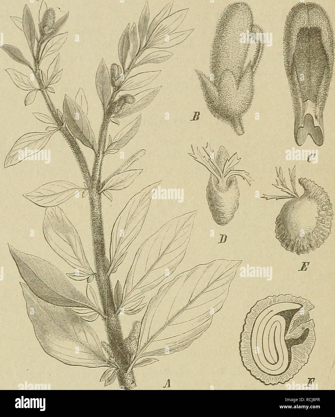. Die Natürlichen Pflanzenfamilien: nebst Stand wichtigeren Gattungen und Arten, insbesondere den Nutzpflanzen. Pflanzen, Pflanzen, nützlich. 236 Capparidaceac. (Pax.) Ich fächerig, mit 2 Placcnlen iind je I SA. Fr. trocken, nicht aul ijringend. S., ge-hipptem Funiculus (Abb. 143 D, E). E. spirolob (Abb. 143 F). 34. Emblingia F. v. Müll. Einzige Gattung. E. calceoUflora F. v. Müll, in Westaustralien; einzige Art der Gattung (Abb. -143.. Abb. 143. Emblingia calceoUflora F. v. Müll. Eine blülienaer Zweig; B S., von der Seite gesehen; 6 "Krone, von innen gesehen; D-P S., den gelappten Funiculus zeigen Stockfoto