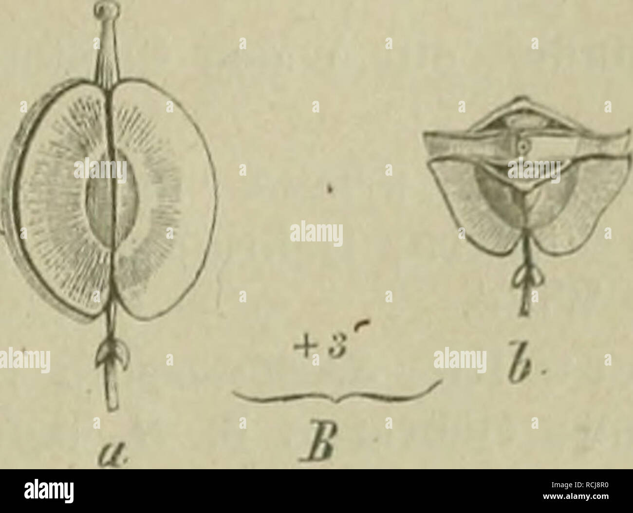 . Die NatÃ¼rlichen Pflanzenfamilien: nebst stand Gattungen und Arten, insbesondere den wichtigeren Nutzpflanzen. Pflanzen, Pflanzen, nützlich. ^. Ich Abb. OS. Fr. Der Cremolohinae. Eine Cnmolohus siiffndkosushC.; B McnomilUa linearis hC, 6 qnerdurchschnitten; C Ihxaptcra dioicus Gil. et Hook., 6 (inerdurchschnitten, (Original.) A. FruchtfÃ¼cher zusammengedrÃ¼ckt, Gekielt seitlich 8. Cremolobus. B. FruchtfÃ¼cher vom RÃ¼cken plattgedrÃ¼ckt oder gewÃ¶lbt, seitlich Ã¼ber sterben schmale Scheide - Zauberstab vorragend.' ein. Teilfr. nur am Rande geflÃ¼gelt 9. Menonvillea. b. Teilfr. am Rande und mit dem Mittelnerv ge Stockfoto