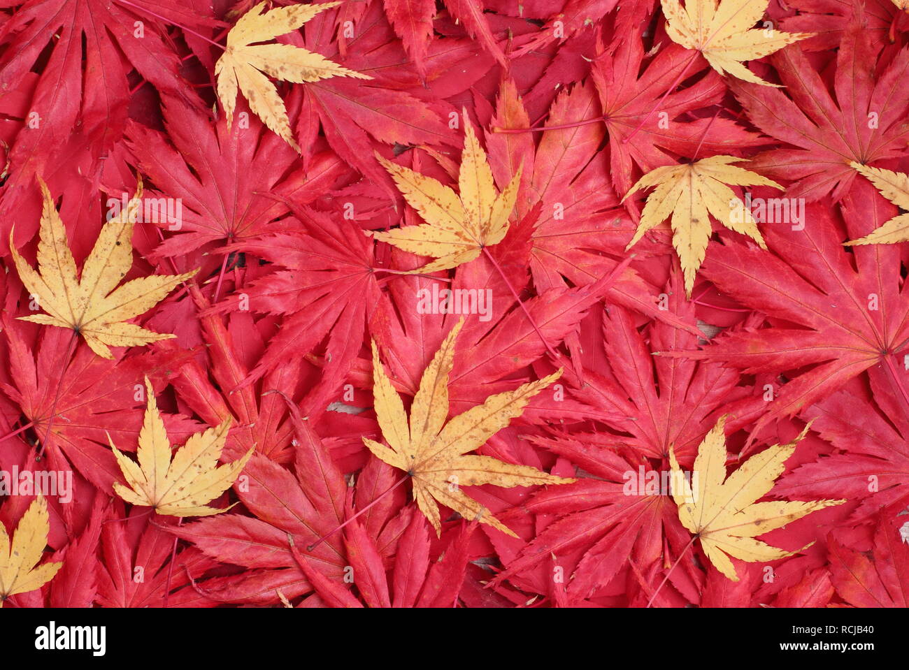 Acer palmatum. Herbst Laub von acern. Bild: Rote 'Osakazuki', 'Matsukaze', 'Trompenburg' und 'Sgelb ango Kaku' Stockfoto