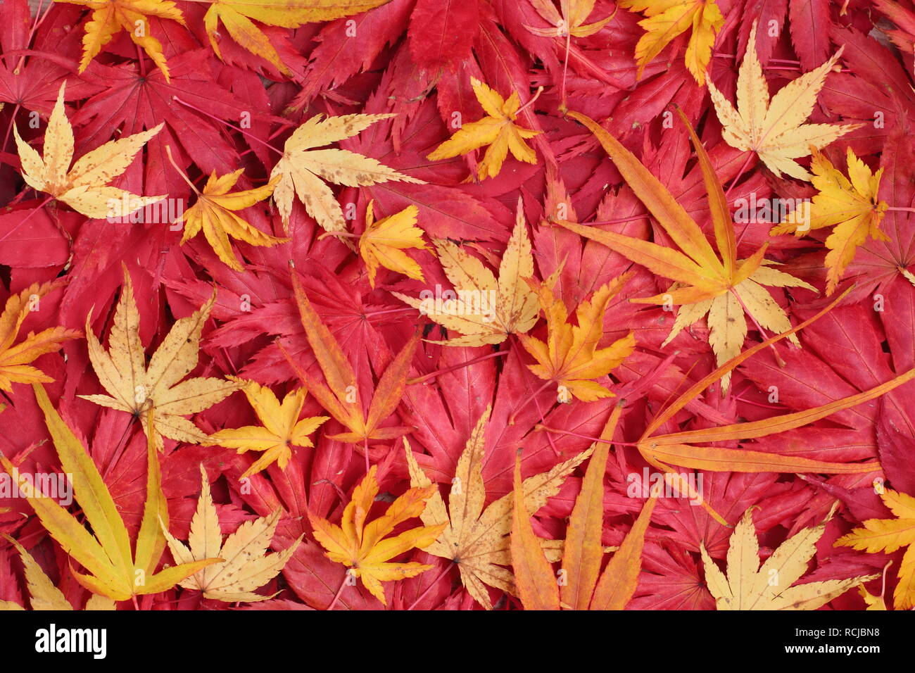 Acer palmatum Blätter im Herbst. Bild: Rote 'Osakazuki', 'Matsukaze', 'Trompenburg'. Gelb: Der ango Kaku', 'Villa Taranto' und 'Shishigashira' Stockfoto