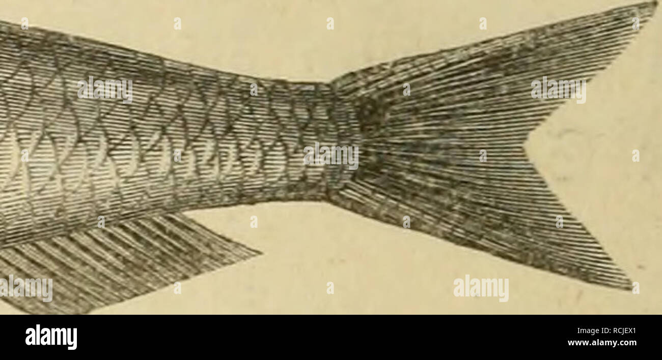 . Die Künstliche Fischzucht. Fische. ^ '&gt; 2 bem® efc^ ä [te vertraute, Slrbeiter inbem fie ben S) aumennager in ben Diaden fe^en, i^opf unb eingeireibe mit einem^ urfe föecj; anbere reiften fie unmittelbar im Raffer ein, inbem Mann ein ^^Iy-felnb iXo eine6cf) idbt S^ifcbe unb eine © cbicbt Salj legt. M^'. Krawatte SarbeUe. S) ie eigentad) e © arbeite (Alausa pilchardus, Sardine, Celan, die Sardelle) gebort fämmttidien ibren © barafteren nad) ju Ben 2 llDfen unb Ich [t ein geftredter gifd) mit [ebr Grof, en, bünnen, burcbficbtigen Scbuppen, ber fünf Bi § fecb^M^" "9 tüirb unb eine benfelben Orten, loie bic Slncboiii Stockfoto