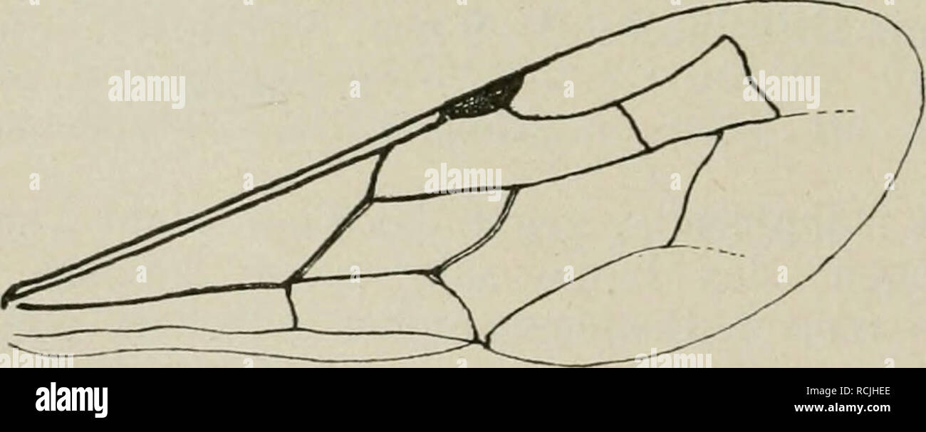 . Die hymenopteren Mitteleuropas / Sitemap Gattungen und zum grossen Teil auch / Sitemap Arten analytisch. Hymenoptera. - 3 H (l/?. Sapygina A. Costa. Untersclieidet sicli von den Sapy< ia-kYie schon durch die ganz schwarzen Beine. Schwarz. Hinterleib beim? Mit 3 Paar weißen queren Seitenflecken in Segment 3 - 5 vor dem Endrande und2 mehr runden Flecken auf der Mitte des 6. Seofmentes. Fühler unten vom 2. oder 3. Geißelglied Eine gelblich. Ein weißer Fleck zwischen dem Fühler und Halsschild mit weißer Querbinde. Beim S4 Paar Aveit kleinerer Querflecke in Segment 3-G, das letzte Paar zuweil Stockfoto