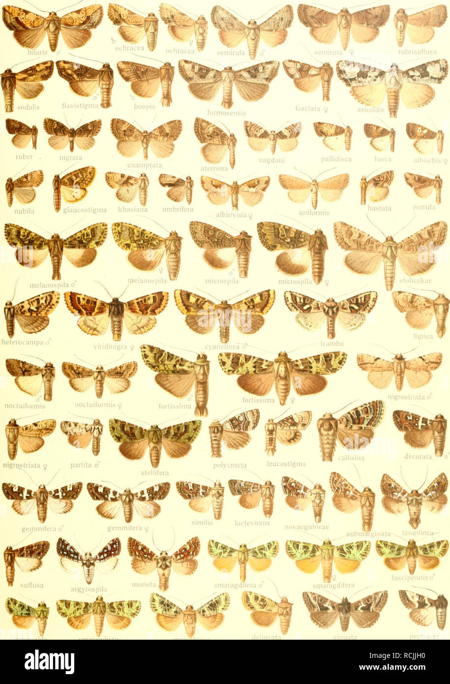 . Gross-Schmetterlinge der Erde sterben: eine systematische Bearbeitung der bis jetzt bekannten Gross-Schmetterlinge. Schmetterlinge, Lepidoptera. XI - PERIGEA EUPLEXIA* (m*II^ ilM 1 nflM. yyi -." â â â Mm "Esmeralda Pars II. Fauna indo-australica3.. Bitte beachten Sie, dass diese Bilder sind von der gescannten Seite Bilder, die digital für die Lesbarkeit verbessert haben mögen - Färbung und Aussehen dieser Abbildungen können nicht perfekt dem Original ähneln. extrahiert. Seitz, Adalbert, 1860-1938. Stuttgart: Alfred Kernen Stockfoto