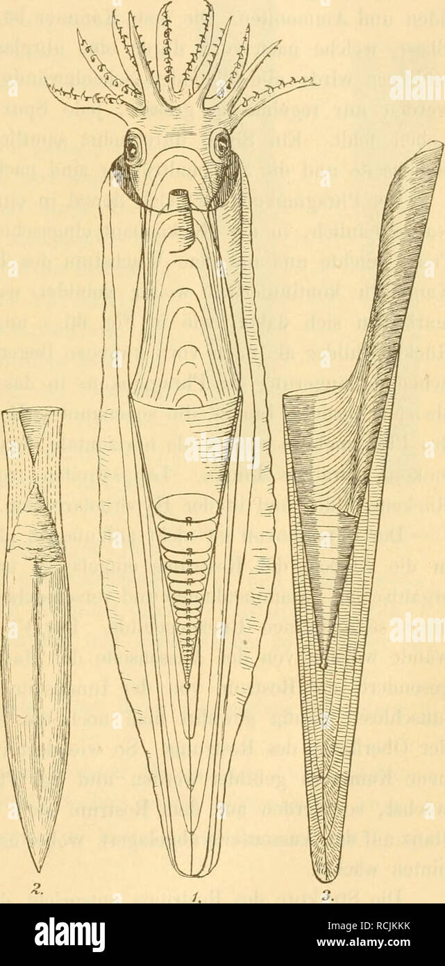 . Leitfossilien Sterben: ein Handbuch für den Unterricht und für das Bestimmen von Versteinerungen. Wirbellose, Fossil. Paläontologische Übersicht. 87 Belemnoteuthidae. Scheide und Proostracum fehlen. Phragmokon bpiral gerollt. Spirulidae. Einzige Gattung: Spirula, Jetzt. Gattung Belem - Yig. m. Nites mit Stand verschie-denen Games bildet den Kernpunkt der Belemni - tidae und ist im Jura und Kreide massenhaft vertre-ten. Im Tertiär kommt sie nicht mehr vor; die Abteilung ist hier nur durch Zahlr 14.03.12 seltene Für - Männer, von denen sterben interessante Spiruli- rostra den Übergang zu den Stockfoto