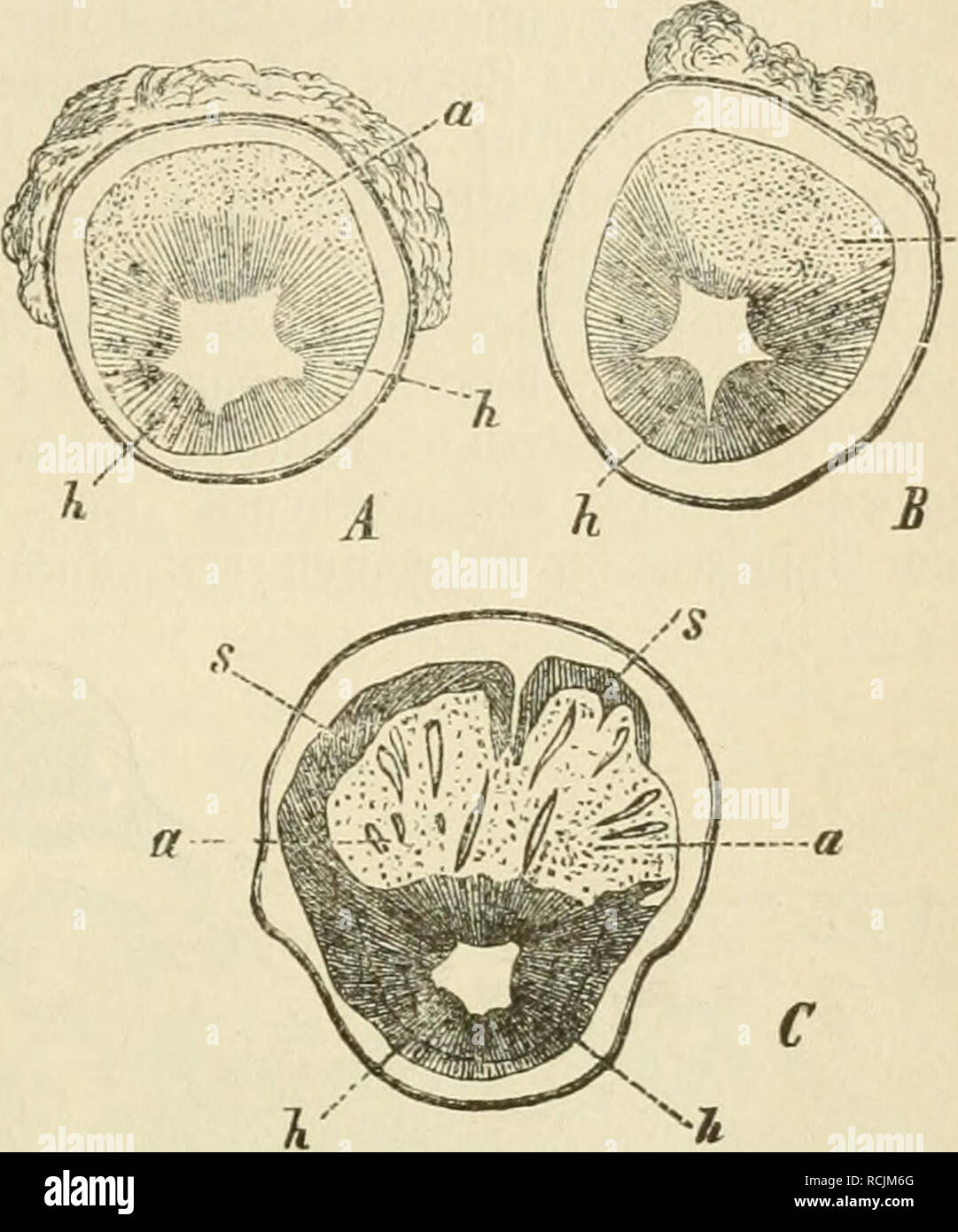 . Diesem Sterben der Pflanzen, ein Handbuch fur Land- und Forstwirte, Gartner, gartenfreunde und Botaniker. Pflanzenkrankheiten. 9. tapitel: ^aUiflüfller 169 üerl) 0 läte § © eiuebe, ml) xmb bie Slnorbiiung ber SeUen in rabialen 9 tei^en^ tiüifcfjen benen bie gjtartTtra^ Ien [te^en, aiemlid) beutlid) bleibt. S) te au © Teile ber eiflentlicl} eu-Xpoljeleiuente ftetienbcn 3 Wahldienstes finb iine biefe m ber eftng § rid) tung c3 eitrecfte, ein Ben föiiben etiuaS uerengte, mich ^ r Ober "uemger roeite ßeUen, etica Ben © efäfeelleii öergleid; Bar. 5 Uiir Ba, Ba §: normale mi in Ba § patliologifcfie © eioebe nbcrget) t, finb Nort) e Stockfoto