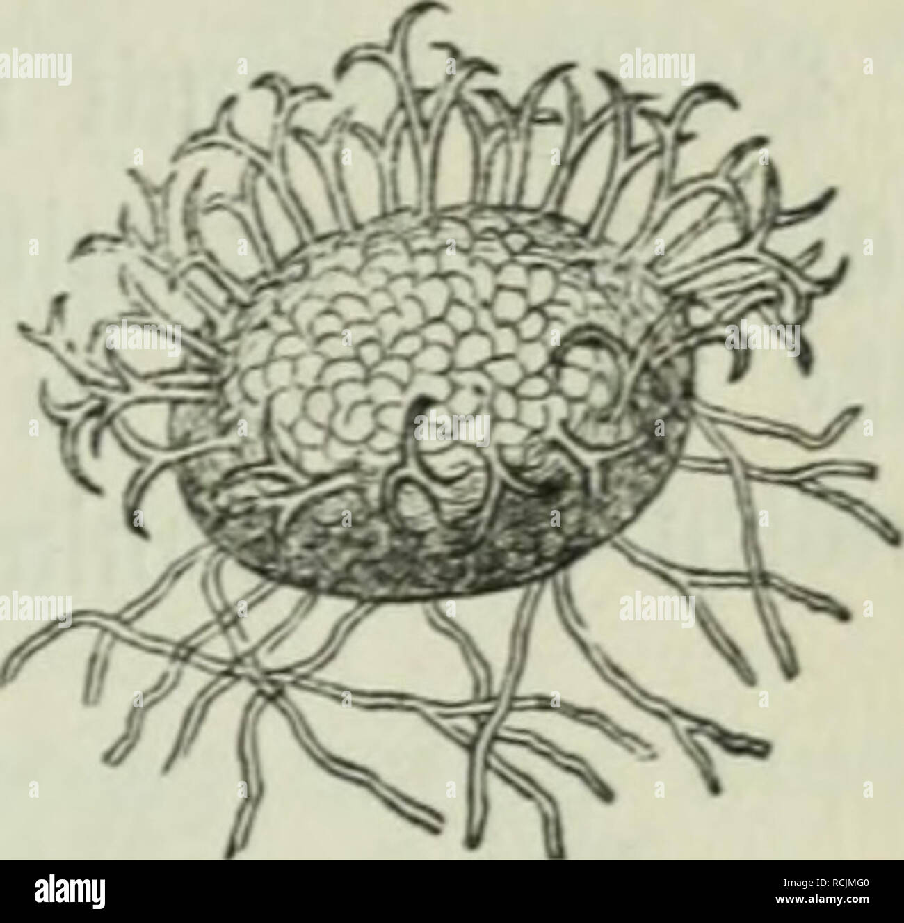 . Diesem Sterben der Pflanzen; ein Handbuch für Land- und Forstwirte, Gärtner, Gartenfreunde und Botaniker. Pflanzenkrankheiten. 11. Kapitel: Erysipheae, 5D^e{) ltaupil 5 e 261. Slnf SBciben unb Rappeln. 2 Luf® cf) Tt) ai5 geboren. Stuf Acer campestre. m 53. ^^ crit ccium Don Un-ciuula bicornis Lev., unten mit 5 J?i) ceIium' fäben fi^ Enb; um Ben (Scheitel Mir 2 (nt) ängfel. o.^O'idium Tuckeri in^ merifa oorfomme, Al § nid) t fict) er ermiefen unb t) ält eine^ enüed) [elung mit ber Bort pufigen Unci - nula für moglid;, ond bereu Oidium-^ yorm er [ogar bemerft, 'Iio. y^fie Fid) Don bem Oidium Tuckeri üieUeid) t gar Nid; t n Stockfoto
