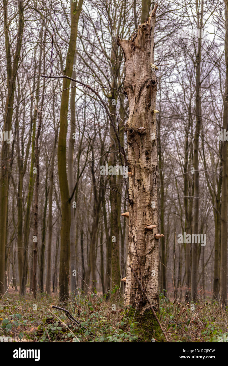 Blackwood Forest, Hampshire, Großbritannien Stockfoto