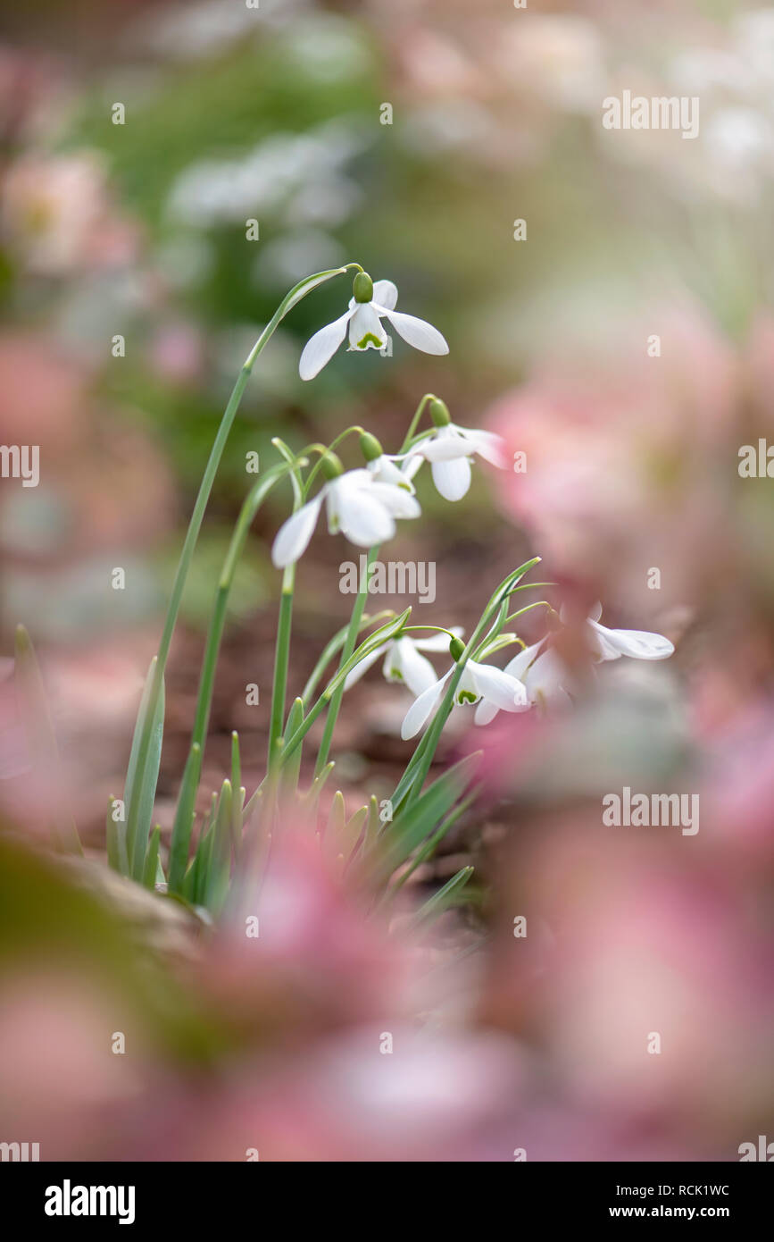 Nahaufnahme der schöne Frühling blühende gemeinsame Schneeglöckchen auch als Galanthus nivalis bekannt Stockfoto