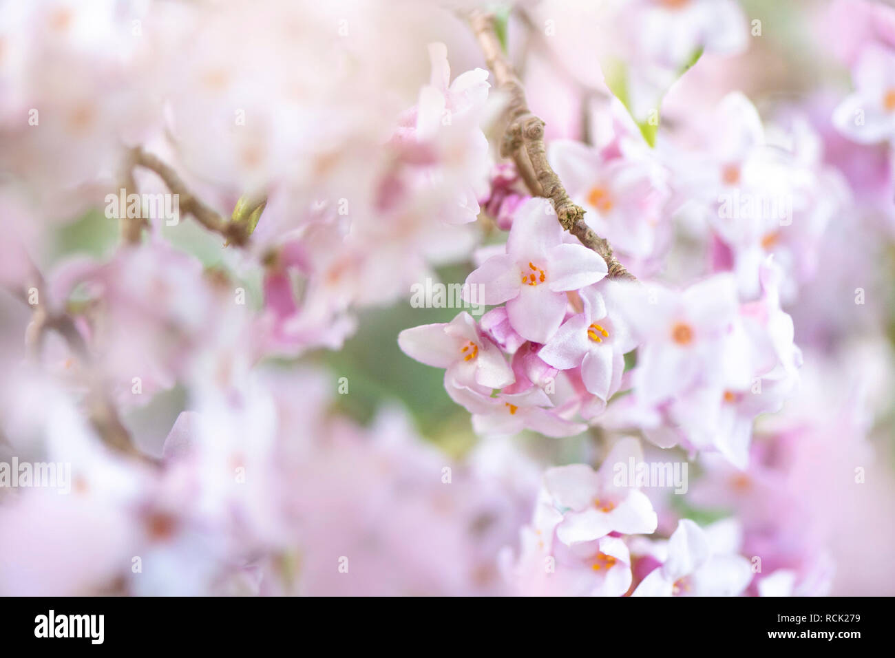 Nahaufnahme des schönen, blühenden, duftenden rosa Blüten von Daphne bholua 'Jaqueline Postill' Stockfoto