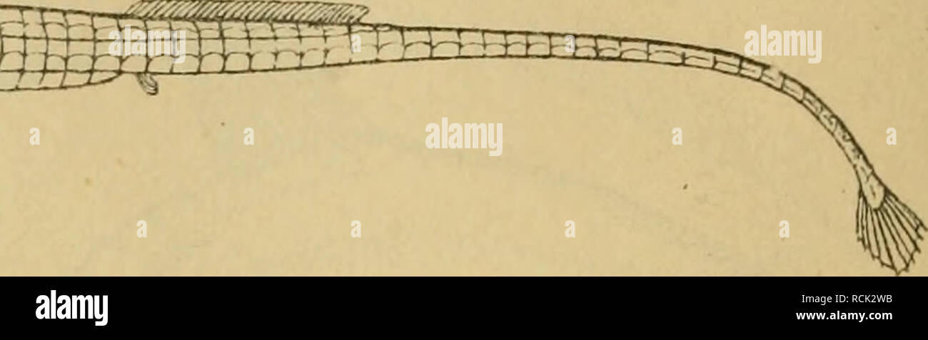 . Sterben Fische der Ostsee. Fische. 102 63. SiphOJlOStomum typhle. L. Breitrüsselige Seenadel, Meernadel. Kiel: Nadel, Seenadel; Neustadt: Grashekt; Pommern: Trompete; dän. Tangnaal, Lille, Tangnaal Skra^ dderaal, Tangsnägl; schwed. tangsnällan, kantnäl. ^^m. Rüssel dp, stark zusammengedrückt, seine Länge bis zur augenmitte beträgt ^2 bis-/a der ganzen Kopflänge. Rumpf siebenkantig; Nummern-oper obern Kanten hören vor dem Ende der Rückenflosse in sterben, sterben 4 Seitenkanten bilden in ihrer Fortsetzung die 4 Kanten des Schwan-zes. Schwanzflosse Rumpfringe rautenförmig, 16.-20. Schwanz-Ringe 33-38. R 31. Stockfoto