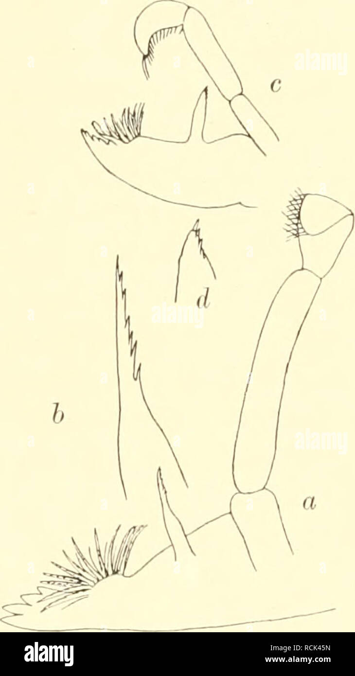 . Sterben Isopoden der Deutschen Sdpolar-Expedition, 1901-1903. Isopoda z antarktischen Regionen. 582 Deutsche Siidpolar-Expedition.der Oberfläche und 1,2" tiefentemperatur, etwa in der Mitte zwischen Tristan da Cunha und dem Kap der guten Hoffnung. Ein drittes Exemplar wurde bei der Heimreise am 26. Ix. 1903 eben-falls bei einem Fang aus 3000 m Tiefe gefunden. Ich habe mich durch Präparation der Kiefer überzeugt, daß M. oceanica vorUegt (Abb. 112", 6). Alle drei Tiere sind Weibchen von 5 mm, 3,5 mm und 4,5 mm Länge; das letztere hat wohlausgebildete Brutplatten. Die großen Fühler und sämt-hche Stockfoto