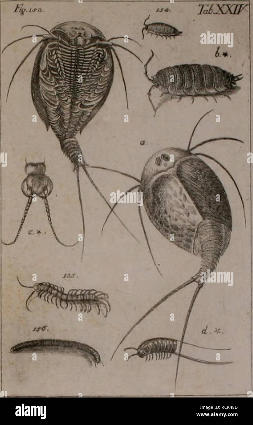 . Die Kennzeichen der Kämpfen: / Anleitung des Königl. Schwed. Ritters und Leibarzts Karl von Linné, durch XXIV Kupfertafeln erläutert und mit derselben natürlichen / begleitet. Insekten. VII APTLFLA.. Bitte beachten Sie, dass diese Bilder sind von der gescannten Seite Bilder, die digital für die Lesbarkeit verbessert haben mögen - Färbung und Aussehen dieser Abbildungen können nicht perfekt dem Original ähneln. extrahiert. Sulzer, J. H. (Johann Heinrich), 1735-1813; Gessner, Johannes, 1709-1790; Linné, Carl-von, 1707-1778; Schellenberg, Johann Rudolf, 1740-1806, krank. Zürich: Bey Heide Stockfoto