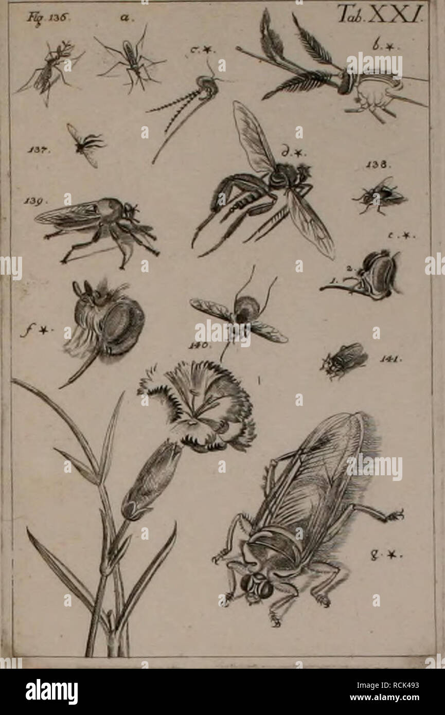 . Die Kennzeichen der Kämpfen: / Anleitung des Königl. Schwed. Ritters und Leibarzts Karl von Linné, durch XXIV Kupfertafeln erläutert und mit derselben natürlichen / begleitet. Insekten. n DIPIKM. Bitte beachten Sie, dass diese Bilder sind von der gescannten Seite Bilder, die digital für die Lesbarkeit verbessert haben mögen - Färbung und Aussehen dieser Abbildungen können nicht perfekt dem Original ähneln. extrahiert. Sulzer, J. H. (Johann Heinrich), 1735-1813; Gessner, Johannes, 1709-1790; Linné, Carl-von, 1707-1778; Schellenberg, Johann Rudolf, 1740-1806, krank. Zürich: Bey Heidegger Stockfoto