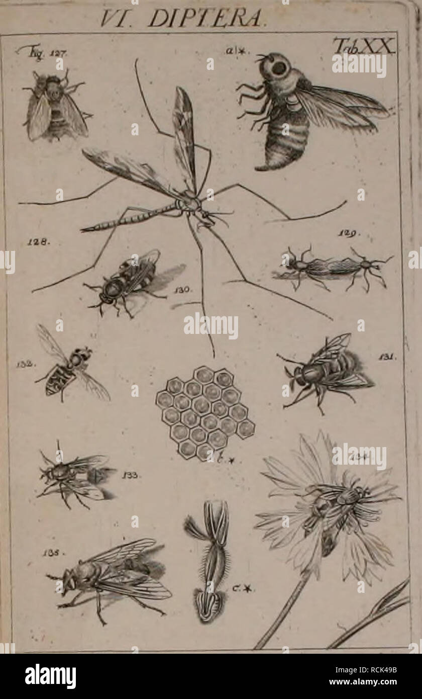 . Die Kennzeichen der Kämpfen: / Anleitung des Königl. Schwed. Ritters und Leibarzts Karl von Linné, durch XXIV Kupfertafeln erläutert und mit derselben natürlichen / begleitet. Insekten. Vi. DfPJ'EJU. Bitte beachten Sie, dass diese Bilder sind von der gescannten Seite Bilder, die digital für die Lesbarkeit verbessert haben mögen - Färbung und Aussehen dieser Abbildungen können nicht perfekt dem Original ähneln. extrahiert. Sulzer, J. H. (Johann Heinrich), 1735-1813; Gessner, Johannes, 1709-1790; Linné, Carl-von, 1707-1778; Schellenberg, Johann Rudolf, 1740-1806, krank. Zürich: Bey Heide Stockfoto