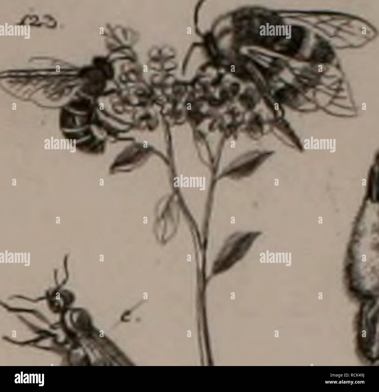 . Die Kennzeichen der Kämpfen: / Anleitung des Königl. Schwed. Ritters und Leibarzts Karl von Linné, durch XXIV Kupfertafeln erläutert und mit derselben natürlichen / begleitet. Insekten. r HliyiEMOPTERA TZiyjx ich. m-^. Bitte beachten Sie, dass diese Bilder sind von der gescannten Seite Bilder, die digital für die Lesbarkeit verbessert haben mögen - Färbung und Aussehen dieser Abbildungen können nicht perfekt dem Original ähneln. extrahiert. Sulzer, J. H. (Johann Heinrich), 1735-1813; Gessner, Johannes, 1709-1790; Linné, Carl-von, 1707-1778; Schellenberg, Johann Rudolf, 1740-1806, krank. Stockfoto