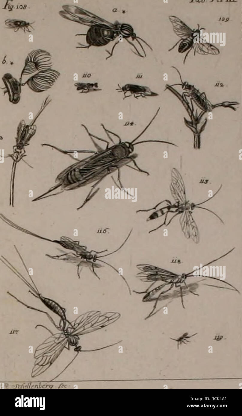 . Die Kennzeichen der Kämpfen: / Anleitung des Königl. Schwed. Ritters und Leibarzts Karl von Linné, durch XXIV Kupfertafeln erläutert und mit derselben natürlichen / begleitet. Insekten. /." H} BIN ENOPTERA T^' Äin. Bitte beachten Sie, dass diese Bilder sind von der gescannten Seite Bilder, die digital für die Lesbarkeit verbessert haben mögen - Färbung und Aussehen dieser Abbildungen können nicht perfekt dem Original ähneln. extrahiert. Sulzer, J. H. (Johann Heinrich), 1735-1813; Gessner, Johannes, 1709-1790; Linné, Carl-von, 1707-1778; Schellenberg, Johann Rudolf, 1740-1806, krank. Zürich Stockfoto