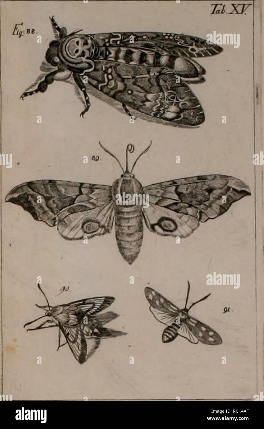 . Die Kennzeichen der Kämpfen: / Anleitung des Königl. Schwed. Ritters und Leibarzts Karl von Linné, durch XXIV Kupfertafeln erläutert und mit derselben natürlichen / begleitet. Insekten. MLEPIDOPTERA. Bitte beachten Sie, dass diese Bilder sind von der gescannten Seite Bilder, die digital für die Lesbarkeit verbessert haben mögen - Färbung und Aussehen dieser Abbildungen können nicht perfekt dem Original ähneln. extrahiert. Sulzer, J. H. (Johann Heinrich), 1735-1813; Gessner, Johannes, 1709-1790; Linné, Carl-von, 1707-1778; Schellenberg, Johann Rudolf, 1740-1806, krank. Zürich: Bey Heide Stockfoto