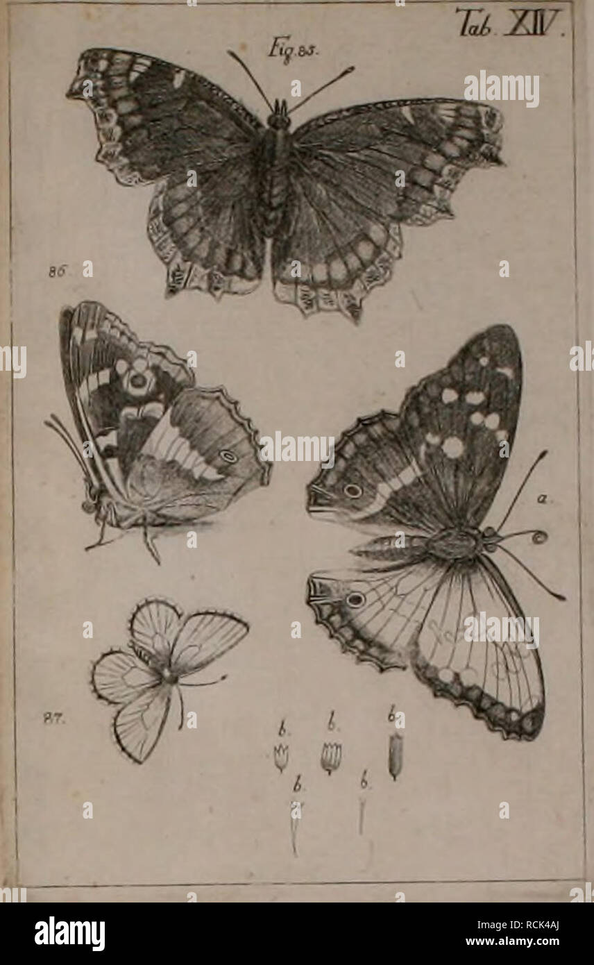 . Die Kennzeichen der Kämpfen: / Anleitung des Königl. Schwed. Ritters und Leibarzts Karl von Linné, durch XXIV Kupfertafeln erläutert und mit derselben natürlichen / begleitet. Insekten. m. LipnyoPTERA. Bitte beachten Sie, dass diese Bilder sind von der gescannten Seite Bilder, die digital für die Lesbarkeit verbessert haben mögen - Färbung und Aussehen dieser Abbildungen können nicht perfekt dem Original ähneln. extrahiert. Sulzer, J. H. (Johann Heinrich), 1735-1813; Gessner, Johannes, 1709-1790; Linné, Carl-von, 1707-1778; Schellenberg, Johann Rudolf, 1740-1806, krank. Zürich: Bey Heid Stockfoto