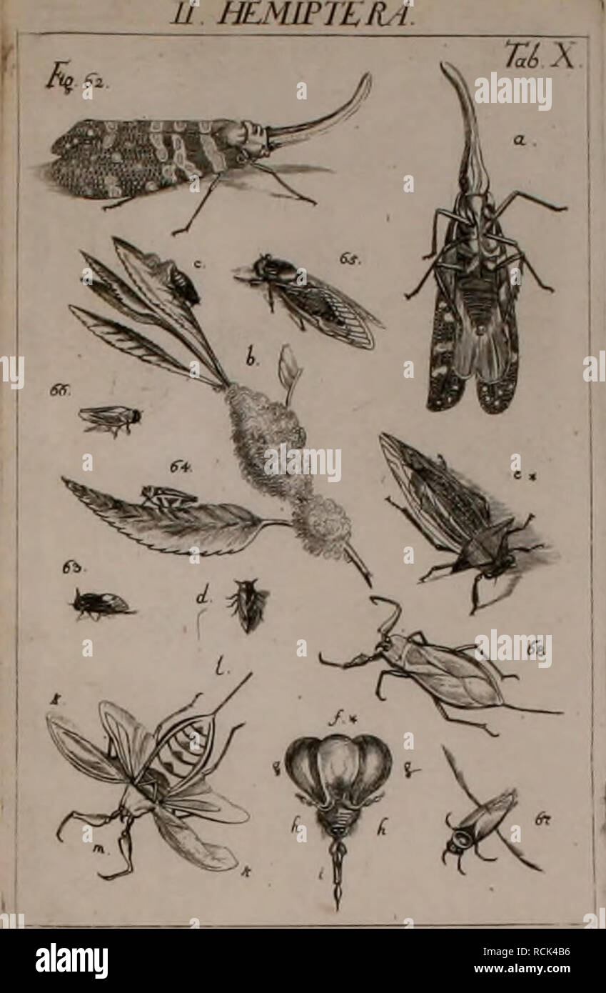 . Die Kennzeichen der Kämpfen: / Anleitung des Königl. Schwed. Ritters und Leibarzts Karl von Linné, durch XXIV Kupfertafeln erläutert und mit derselben natürlichen / begleitet. Insekten. u hemipti: ra.. Bitte beachten Sie, dass diese Bilder sind von der gescannten Seite Bilder, die digital für die Lesbarkeit verbessert haben mögen - Färbung und Aussehen dieser Abbildungen können nicht perfekt dem Original ähneln. extrahiert. Sulzer, J. H. (Johann Heinrich), 1735-1813; Gessner, Johannes, 1709-1790; Linné, Carl-von, 1707-1778; Schellenberg, Johann Rudolf, 1740-1806, krank. Zürich: Bey Heid Stockfoto