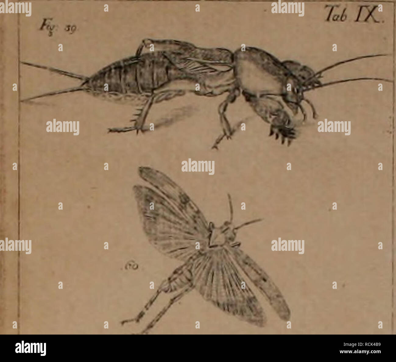 . Die Kennzeichen der Kämpfen: / Anleitung des Königl. Schwed. Ritters und Leibarzts Karl von Linné, durch XXIV Kupfertafeln erläutert und mit derselben natürlichen / begleitet. Insekten. /COLEOr/TJiA. TM. Bitte beachten Sie, dass diese Bilder sind von der gescannten Seite Bilder, die digital für die Lesbarkeit verbessert haben mögen - Färbung und Aussehen dieser Abbildungen können nicht perfekt dem Original ähneln. extrahiert. Sulzer, J. H. (Johann Heinrich), 1735-1813; Gessner, Johannes, 1709-1790; Linné, Carl-von, 1707-1778; Schellenberg, Johann Rudolf, 1740-1806, krank. Zürich: Bey Stockfoto