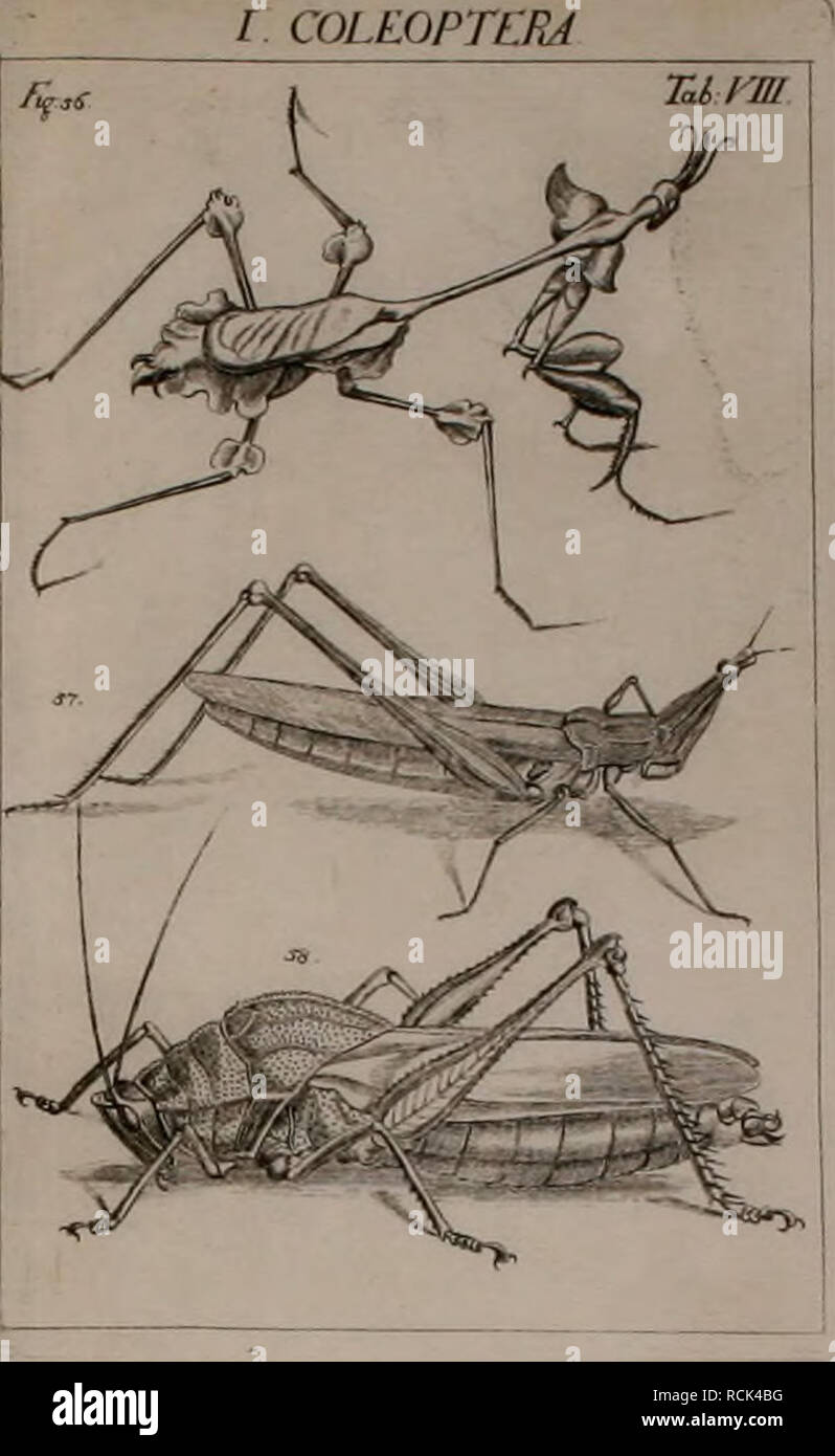 . Die Kennzeichen der Kämpfen: / Anleitung des Königl. Schwed. Ritters und Leibarzts Karl von Linné, durch XXIV Kupfertafeln erläutert und mit derselben natürlichen / begleitet. Insekten. . Bitte beachten Sie, dass diese Bilder sind von der gescannten Seite Bilder, die digital für die Lesbarkeit verbessert haben mögen - Färbung und Aussehen dieser Abbildungen können nicht perfekt dem Original ähneln. extrahiert. Sulzer, J. H. (Johann Heinrich), 1735-1813; Gessner, Johannes, 1709-1790; Linné, Carl-von, 1707-1778; Schellenberg, Johann Rudolf, 1740-1806, krank. Zürich: Bey Heidegger und Kom Stockfoto