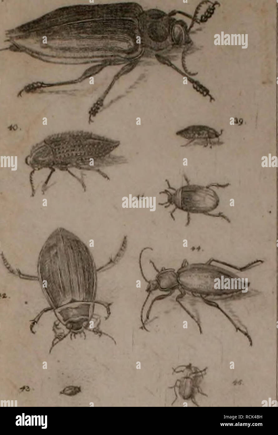 . Die Kennzeichen der Kämpfen: / Anleitung des Königl. Schwed. Ritters und Leibarzts Karl von Linné, durch XXIV Kupfertafeln erläutert und mit derselben natürlichen / begleitet. Insekten. /CowdümA^" "Tai VI. Bitte beachten Sie, dass diese Bilder sind von der gescannten Seite Bilder, die digital für die Lesbarkeit verbessert haben mögen - Färbung und Aussehen dieser Abbildungen können nicht perfekt dem Original ähneln. extrahiert. Sulzer, J. H. (Johann Heinrich), 1735-1813; Gessner, Johannes, 1709-1790; Linné, Carl-von, 1707-1778; Schellenberg, Johann Rudolf, 1740-1806, krank. Zürich: Stockfoto