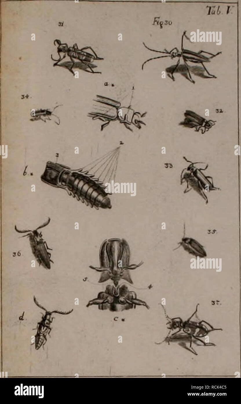 . Die Kennzeichen der Kämpfen: / Anleitung des Königl. Schwed. Ritters und Leibarzts Karl von Linné, durch XXIV Kupfertafeln erläutert und mit derselben natürlichen / begleitet. Insekten. 1 COLEOPIKRA. Bitte beachten Sie, dass diese Bilder sind von der gescannten Seite Bilder, die digital für die Lesbarkeit verbessert haben mögen - Färbung und Aussehen dieser Abbildungen können nicht perfekt dem Original ähneln. extrahiert. Sulzer, J. H. (Johann Heinrich), 1735-1813; Gessner, Johannes, 1709-1790; Linné, Carl-von, 1707-1778; Schellenberg, Johann Rudolf, 1740-1806, krank. Zürich: Bey Heide Stockfoto