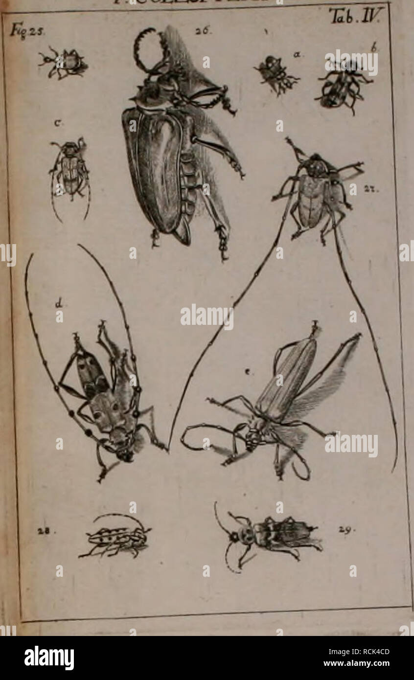 . Die Kennzeichen der Kämpfen: / Anleitung des Königl. Schwed. Ritters und Leibarzts Karl von Linné, durch XXIV Kupfertafeln erläutert und mit derselben natürlichen / begleitet. Insekten. /. COIIOPTERA. Bitte beachten Sie, dass diese Bilder sind von der gescannten Seite Bilder, die digital für die Lesbarkeit verbessert haben mögen - Färbung und Aussehen dieser Abbildungen können nicht perfekt dem Original ähneln. extrahiert. Sulzer, J. H. (Johann Heinrich), 1735-1813; Gessner, Johannes, 1709-1790; Linné, Carl-von, 1707-1778; Schellenberg, Johann Rudolf, 1740-1806, krank. Zürich: Bey Heid Stockfoto