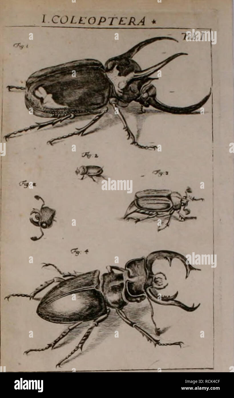 . Die Kennzeichen der Kämpfen: / Anleitung des Königl. Schwed. Ritters und Leibarzts Karl von Linné, durch XXIV Kupfertafeln erläutert und mit derselben natürlichen / begleitet. Insekten. Ich COLLOPTi-RA. Bitte beachten Sie, dass diese Bilder sind von der gescannten Seite Bilder, die digital für die Lesbarkeit verbessert haben mögen - Färbung und Aussehen dieser Abbildungen können nicht perfekt dem Original ähneln. extrahiert. Sulzer, J. H. (Johann Heinrich), 1735-1813; Gessner, Johannes, 1709-1790; Linné, Carl-von, 1707-1778; Schellenberg, Johann Rudolf, 1740-1806, krank. Zürich: Bey Heid Stockfoto