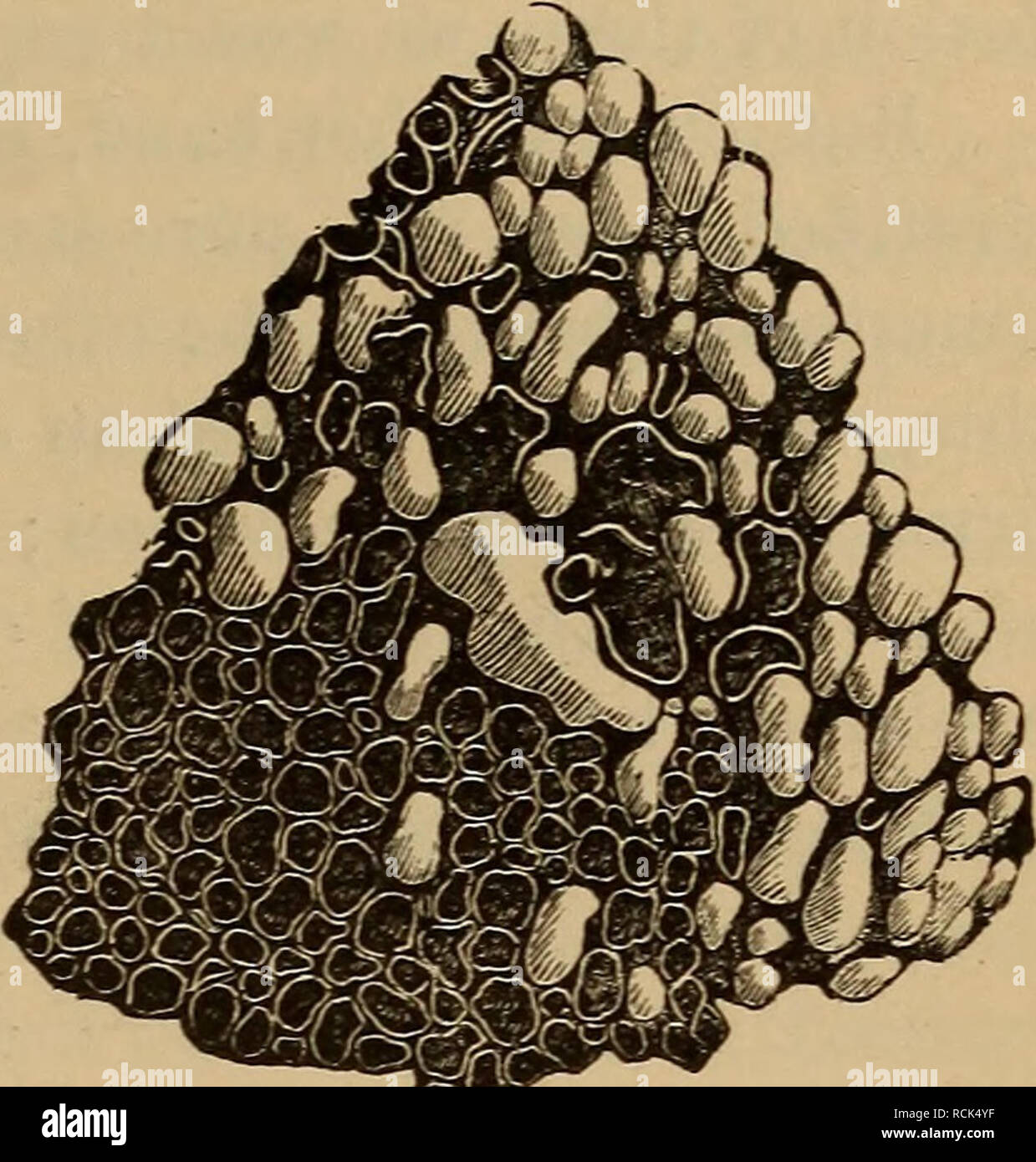 . Elemente der Geologie: ein Lehrbuch für Hochschulen und für den allgemeinen Leser. Geologie. Ursprung der magmatischen Gesteinen. 215 Amygdaloid. - Noch eine andere Struktur, sehr häufig in Lava und fallen, ist der amygdaloidal. Die Felsen namens amygdaloid (Abb. 190) stark ähnelt vulkanischen Konglomeraten, die anscheinend aus mandelförmige Kieselsteine in einem magmatischen einfügen, aber in einer ganz anderen Weise gebildet. Ausgegossenem fallen, und vor allem lava-Streams, sind sehr oft auf Vskv-i.e., gefüllt mit Dampf-Blasen, die in der Regel aus einem tened, elliptische Form. Im Laufe der Zeit diese Hohlräume werden mit s gefüllt Stockfoto
