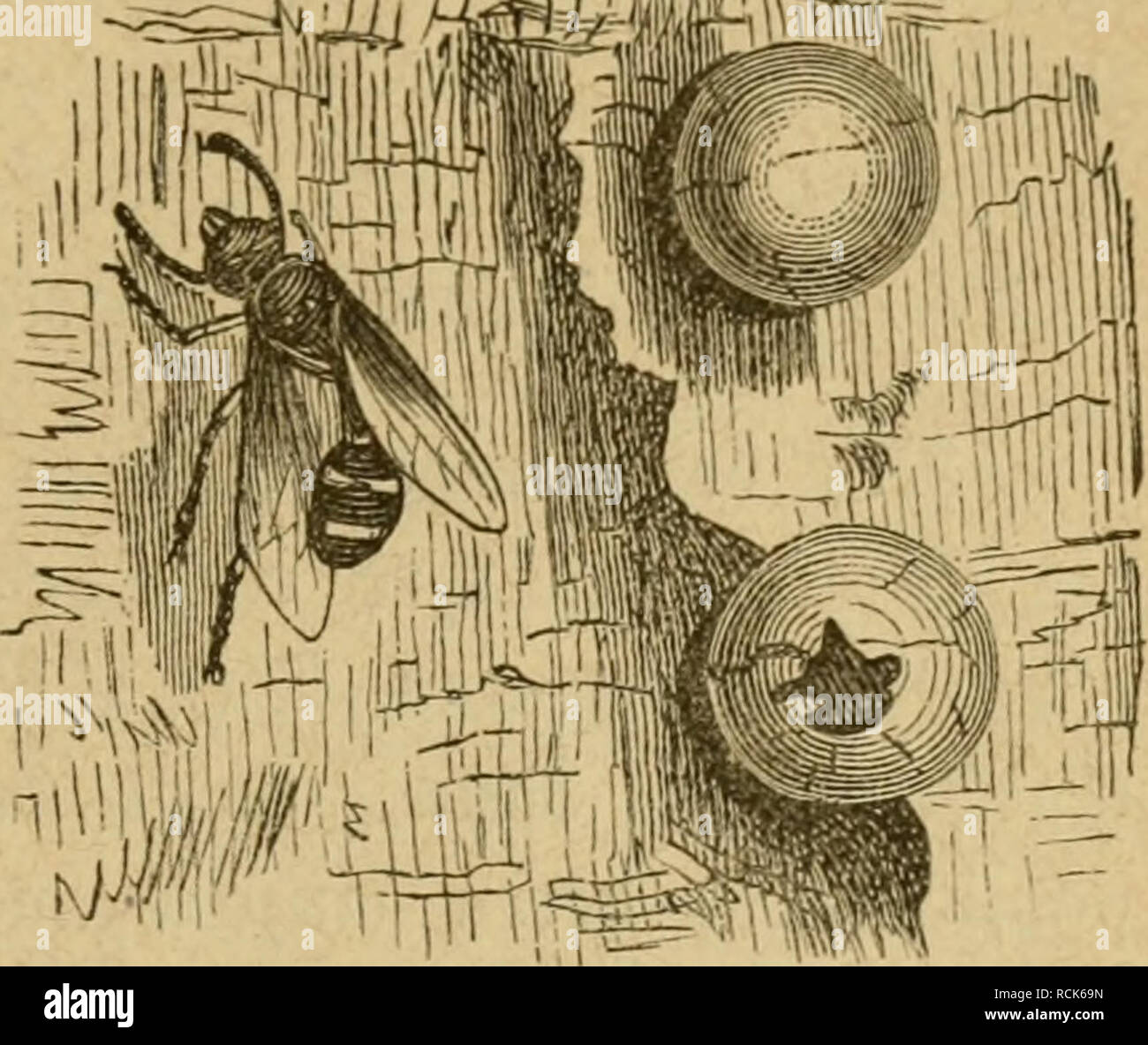 . Kämpfen sterben. Entomologie. 33 auinbu [lrie ber^iif^ oft. 177 Uli.- rE^;-^. SSic^ ticj ift (S mitl) '§'!) Eingabe, ai, trenèín Mann ha^ Oanenbe SSeibdjcn emfängt, Ba §'^eiTe unterOrod länndjen bie)^2 lr Beit f ortf e^t. ^ ie in Ü^ebe ftcljenbe^^ iene baut übrigen Nid ^^t mit © anbförnern, f? Bern, gleid) ber^ JZetjrgat)! Ber übrigen^ Jaurerinnen, mit Sel) m. 9 Jtan fiet) t fie oft eine SSetimgruben, h) ie fie mit § ilfe ber tiefer unb SSorberfüge! (cinc Statten sie formt unb Bann bamit fort fliegt. S3-ie (5 (na (Ogh § mit Ben 9 Bienen tjaben WöxteU Zeftern ber jene ber^ af) U rei (i) en Pelopaeus? Wirten, Motion f^ig. 6. Stockfoto