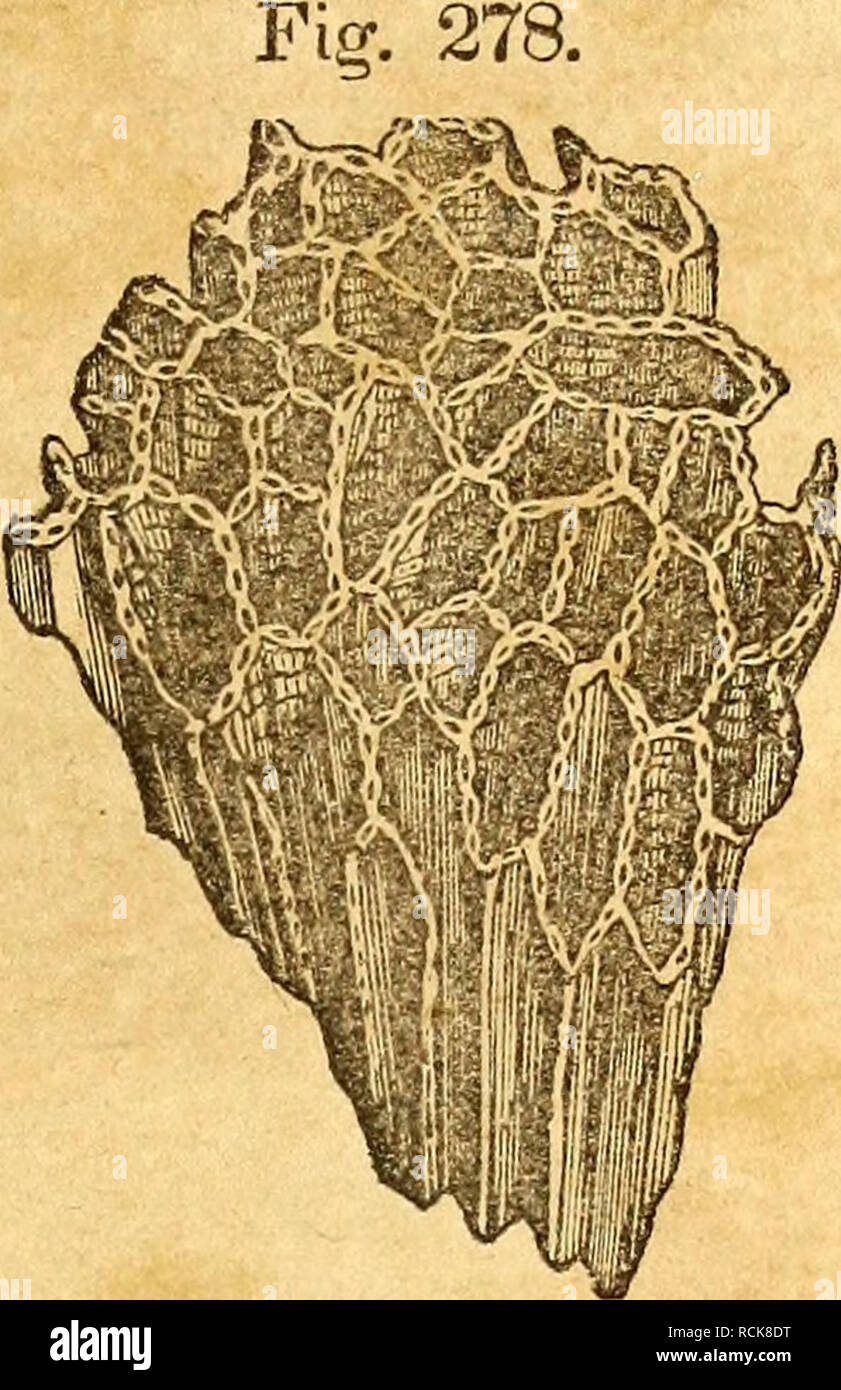 . Elemente der Geologie. Geologie. Teil II. Kapitel XXII. 267 Untere Silur Felsen, und ihre Fossilien. Wenlock Formation. Der bekannte Felsen von Dudley, so reich an organischen re-Netz, gehört zu diesem Mitglied der oberen Silur Gruppe, die besteht in der höheren Abteilung von Kalkstein mehr oder weniger kristalline, und hoch mit Korallen und encrinites der Arten unterschiedliche fromi diejenigen des Berges Kalkstein aufgeladen. In seinem unteren Teil es ist prin- cipally Aus tonmineralhaltigen Rohstoffen Schiefer. In den Wenlock Kalkstein, die Kette - Coral, Catenipora escharoides genannt, ist reich. Unter den Tanks erscheinen das Gen Stockfoto