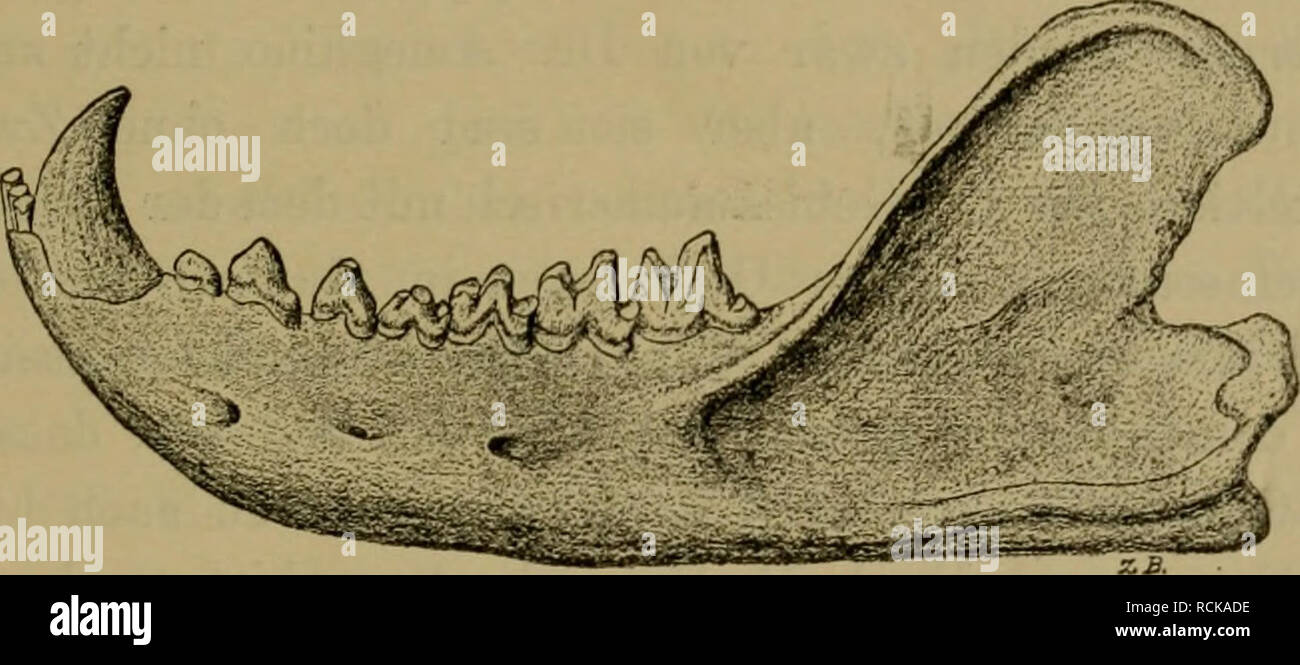 . Die geographische Verbreitung und geologische Entwickelung der Säugetiere. Zoogeographie; Säugetiere; Säugetiere, Fossil. 147 erwähnten Familie der Microbiotlieriidae zugezählt werden. Echte Opossums kommen aber in den Monte Hermoso - Schichten vor, und sie-waren, wie im vorhergehenden Kapitel erwähnt wurde, 5/6 der Oligocänzeit auf der nördlichen Halbkugel weit verbreitet. Wenn die Ansicht Dr Ameghinos, dass this Beuteltiere in den Santa Cruz - Schichten nicht vorkommen, richtig ist, so unterliegt es keinem Zweifel, dass Sterben Opossums erst gegen Ende der Miocänzeit oder den Anfang der Pliocänze Stockfoto