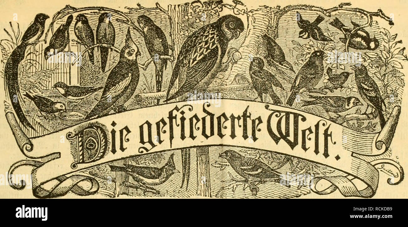 . Gefiederte Welt. Vögel. Für beitfifirift SBogcUteWiaber,-- SWti unb = $ à ¤ nJ) Ier. 33 ieii eftcUim (bind) Iebe 53 u^:^ niibluiig, joroic jebc'l^ oflaiiftalt. ^ pvcià ¤ ¤ uieitflià hvlid) 3 Zwerg. iBJö d^^ eine Dtiimmev eiitlid. .0 e V a II ä g c g c 6 e 11 u o n^Dr.^^. arl Jlii ficitimg: 33 eilin, ö eUeQllinuccftvajjc 81 ni. 3 [u3 cigcn roeibeii Bic gfjpaltciie^ ctitjcile mit 25 Pfg. bevccfjiiet unb SeftfUuugeii in berÃrpebitiou imb SRebaftion entgcgcngeiiommeii. Â"r. 32. Jlttgbcburg, ö rit!{. : Xiigiirt 1889. Xviii. Jaljrgang. BV?"''^^ räte rraSbruifl mmtrid) Äh - ArigiuaC ArliScr ift oÃn Stockfoto