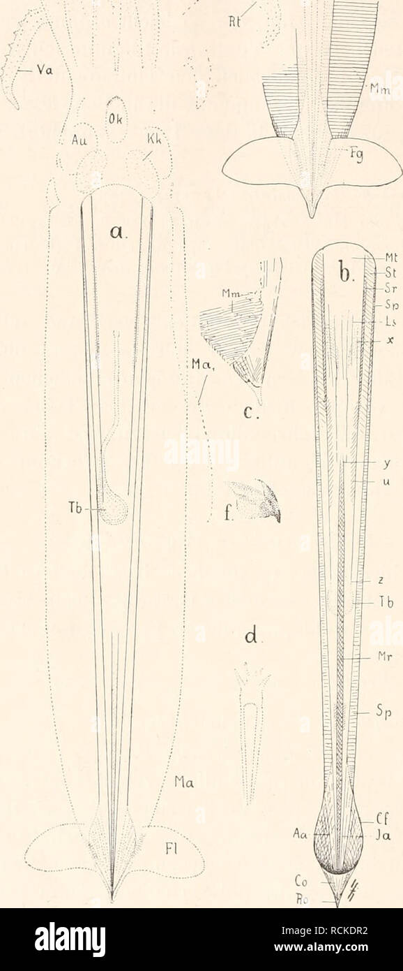 . Die fossilen Tintenfische; eine paläozoologische Monographie. Cephalopoda, Fossil. ii 4 III. Teil: Teuthoidea oder Kalmar Sterben-artigen Tintenfische. VL Dl Lt Da e. Tote, Co Abb. 42. Ple sioteuthis Prisca, nach verschiedenen Stücken des Lithogr. Schiefers von Bayern. 1/2 Nat. Gr.a Gladius mit Abdruck des ganzen Tieres, nach dem Originalstück von Eichstädt stammend, zu Bild. 1276 in Zittel (Broili), Grundzüge 1915, S. 583). Von einer Rekonstruktion ist, mit Aus- nahme der leichten Schemati-sierung der Mantelseiten, ab-gesehen und es sind nur die sicher zu deutenden Teile eingezeichnet. Mann werden. Stockfoto