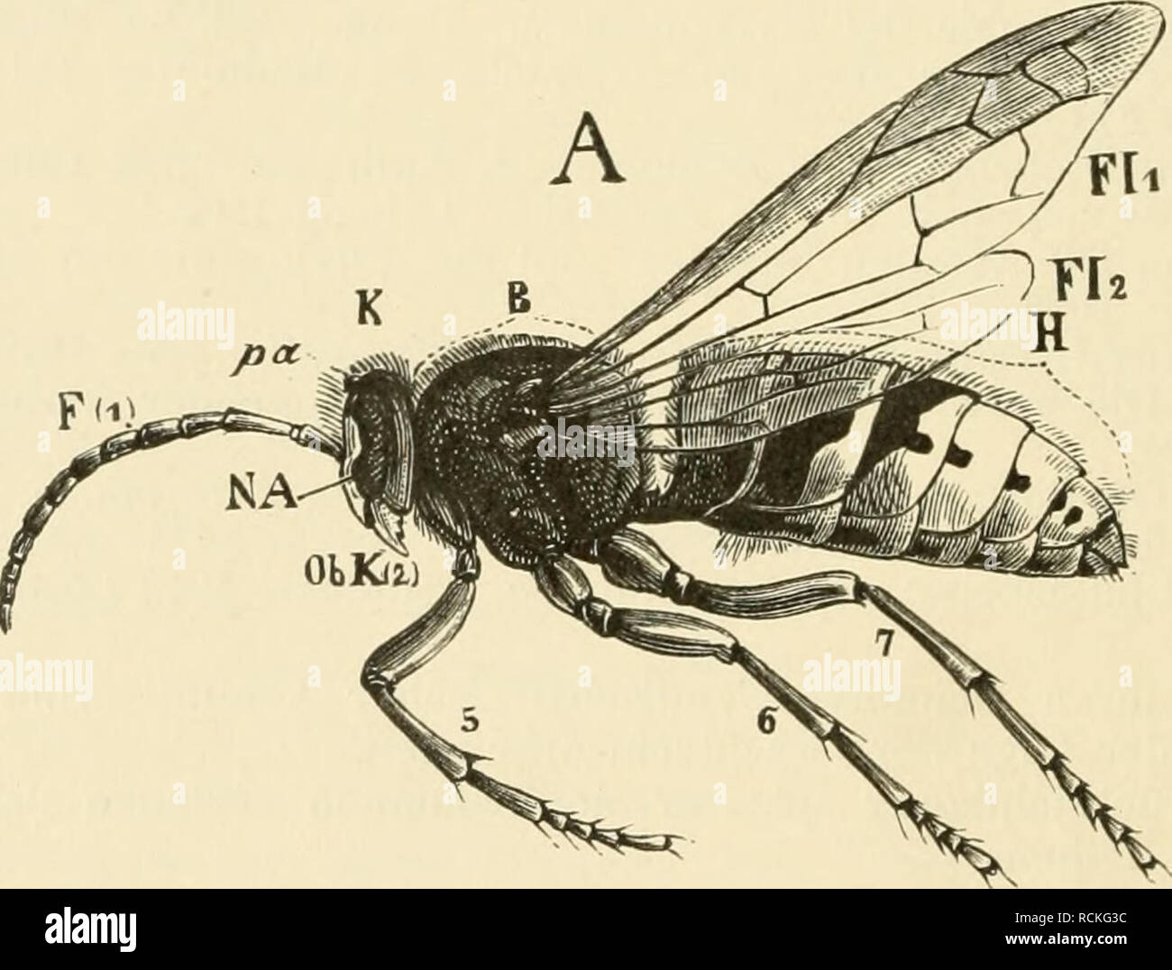 . Sterben forstinsekten Mitteleuropas. Ein Lehr- und Handbuch. Bäume; nützliche Insekten. Kapitel 11. Die äußere Erscheinung der Kämpfen (Morphologie). Der Körper der Kämpfen zerfällt in drei mehr oder weniger deutlich voneinander gesonderte Abschnitte, sterben als Kopf (Cephalon), Brust (Thorax) und Hinterleib (Abdomen) bezeichnet werden (Abb. 11). Der Kopf trägt ein Paar Fühler (Ausnahme rückenständiger Protura) und 3 Paar bauchständiger Kiefer, sterben Brust 3 Paar Beine und Abb. 2 Paar Flügel, 5/6 der Hinterrhein - Leib im allgemeinen gliedmaßenlos ist.. Abb. 11. Männliche Hornisse, Vespa Cräbro L. E Stockfoto