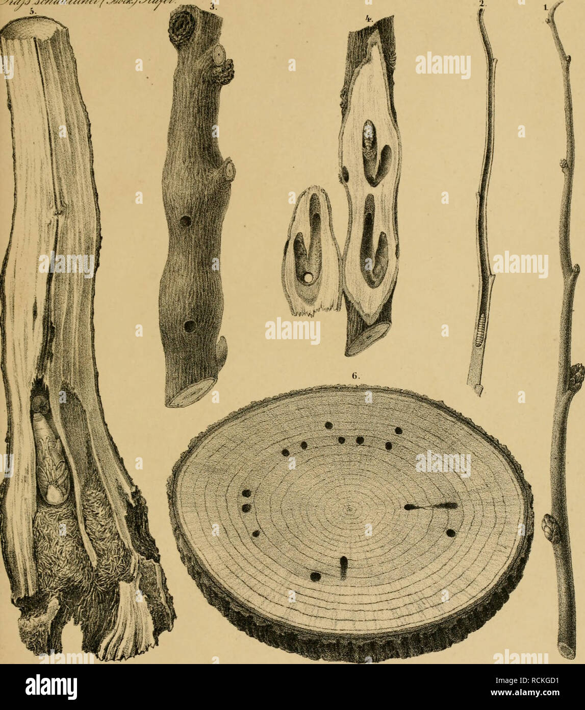 . Sterben Forst - insecten: oder Abbildung und Beschreibung der in den wäldern Preussens und der Nachbarstaaten als schädlich oder nützlich bekannt gewordenen Insecten; in systematischer folge und mit besonderer Rücksicht auf die Vertilgung der schèadlichen. Im Aufträge des Chefs der zweiten Abtheilung des Kèonigl. Preuss. ; Haus-ministeriums Herrn geheimen Staats- Minister von Ladenburg Excellenz, herausgegeben. Wald Insekten. J)^// j Jr / aWZ ^^r/tJ/. i^Vs^/,^^^ CoI. Taf. Xmu.. Inid Gange, PuppenhöWen Fluölöcher&gt; x" ii Cerambyx 1.2.1 meai - ist //&gt;/j^. iv" // "/y,." {-^ popiilneus //&gt; /./// Stockfoto