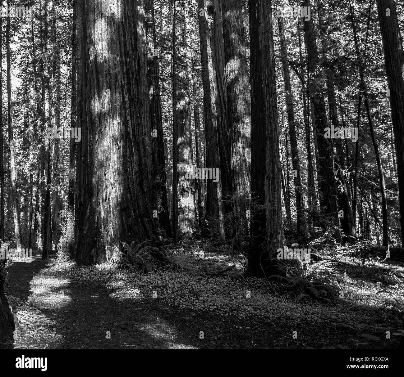 Alte Redwood im Wald. Sonnenlicht durch die Zweige. Ein Blick nach oben. Stockfoto