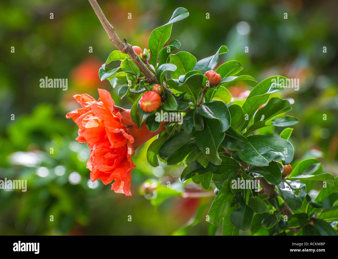 Helles orange Blumen einer Granatapfelbaum (Punica Granatum). Fleurs de Grenadier orange Vif (Punica Granatum) Stockfoto